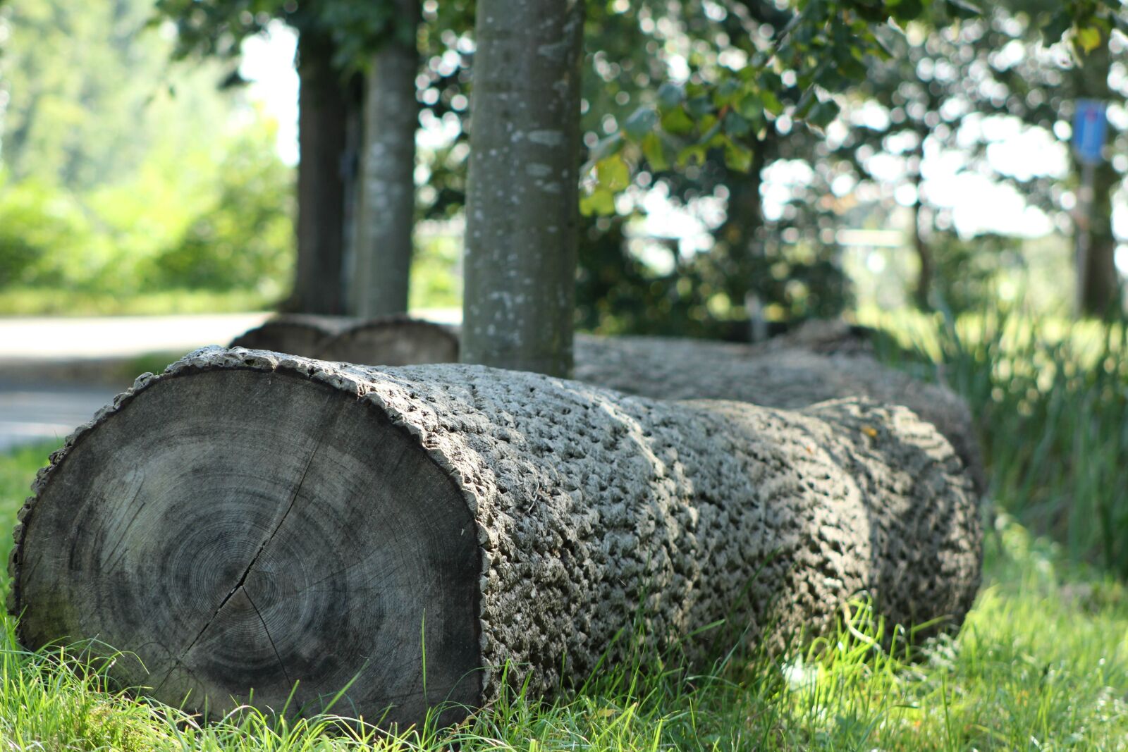 Canon EF75-300mm f/4-5.6 sample photo. Tree stumps, forest, nature photography