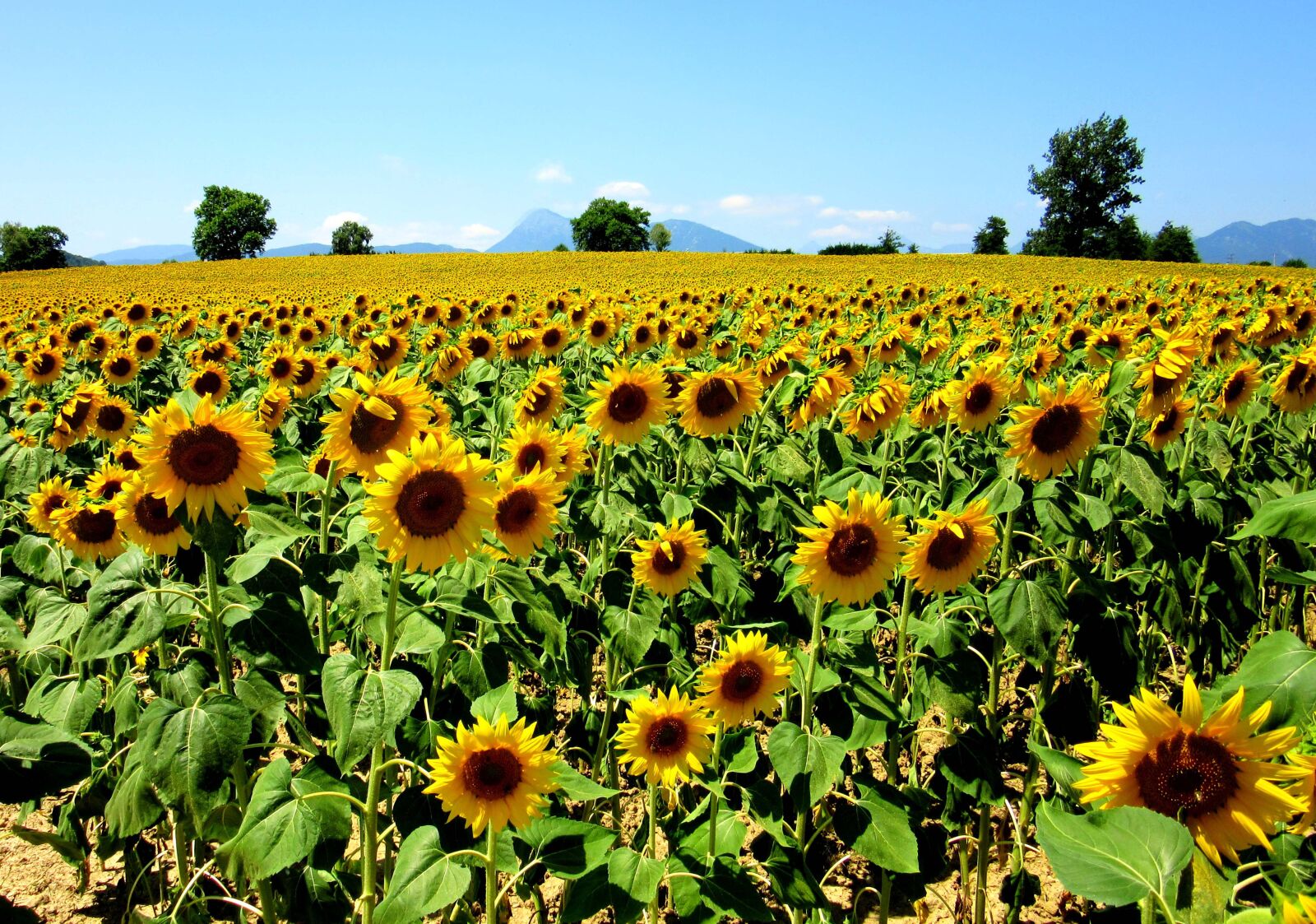 Canon PowerShot SX600 HS sample photo. Sunflower, field, nature photography