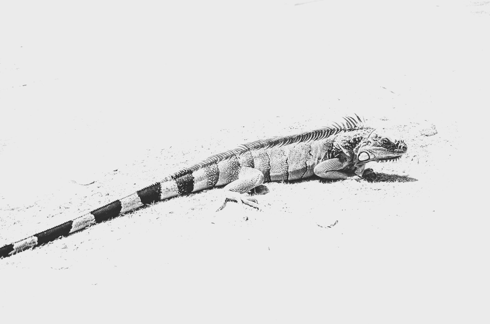 Nikon D5100 sample photo. Reptile, lizard, iguana photography