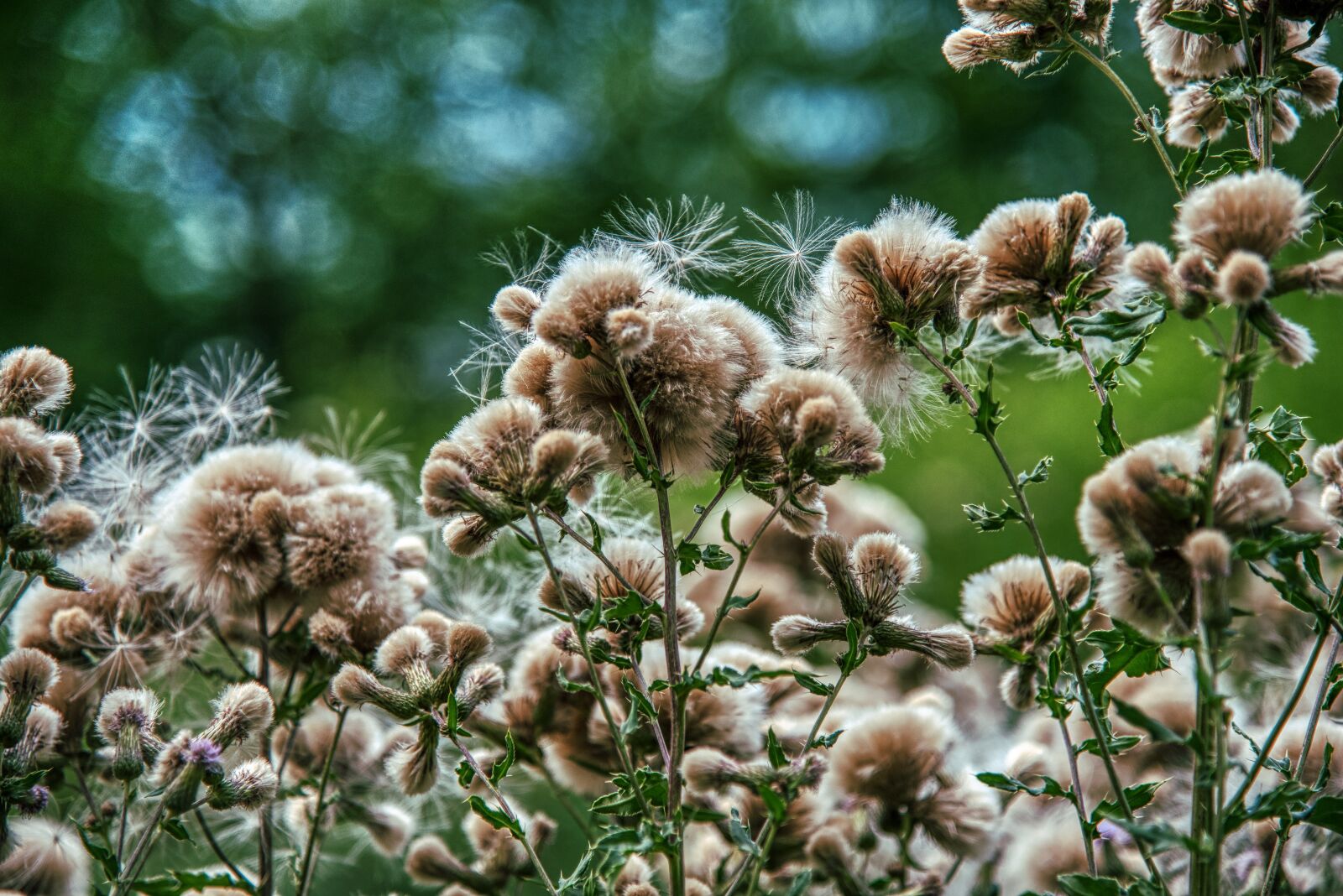 Nikon D750 sample photo. Thistles, faded, nature photography