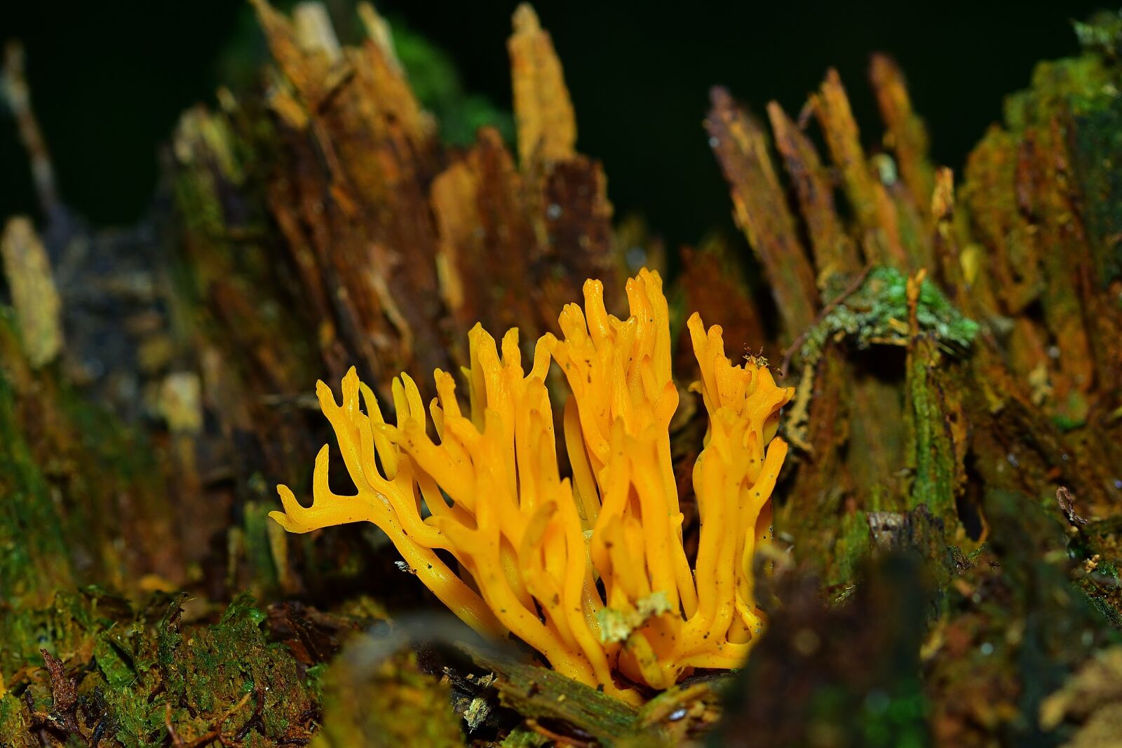 Nikon D5200 sample photo. Forest, nature, calocera viscosa photography