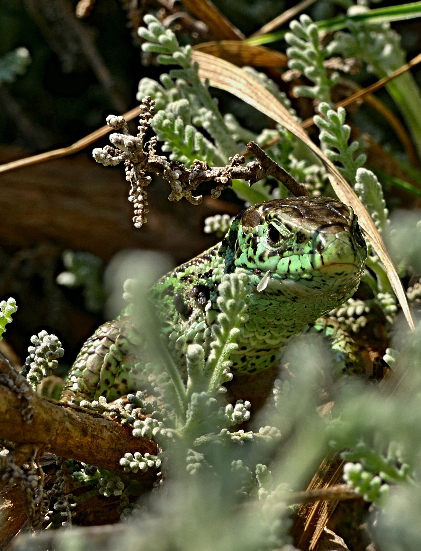 Panasonic Lumix DMC-FZ1000 sample photo. The lizard, common, reptile photography