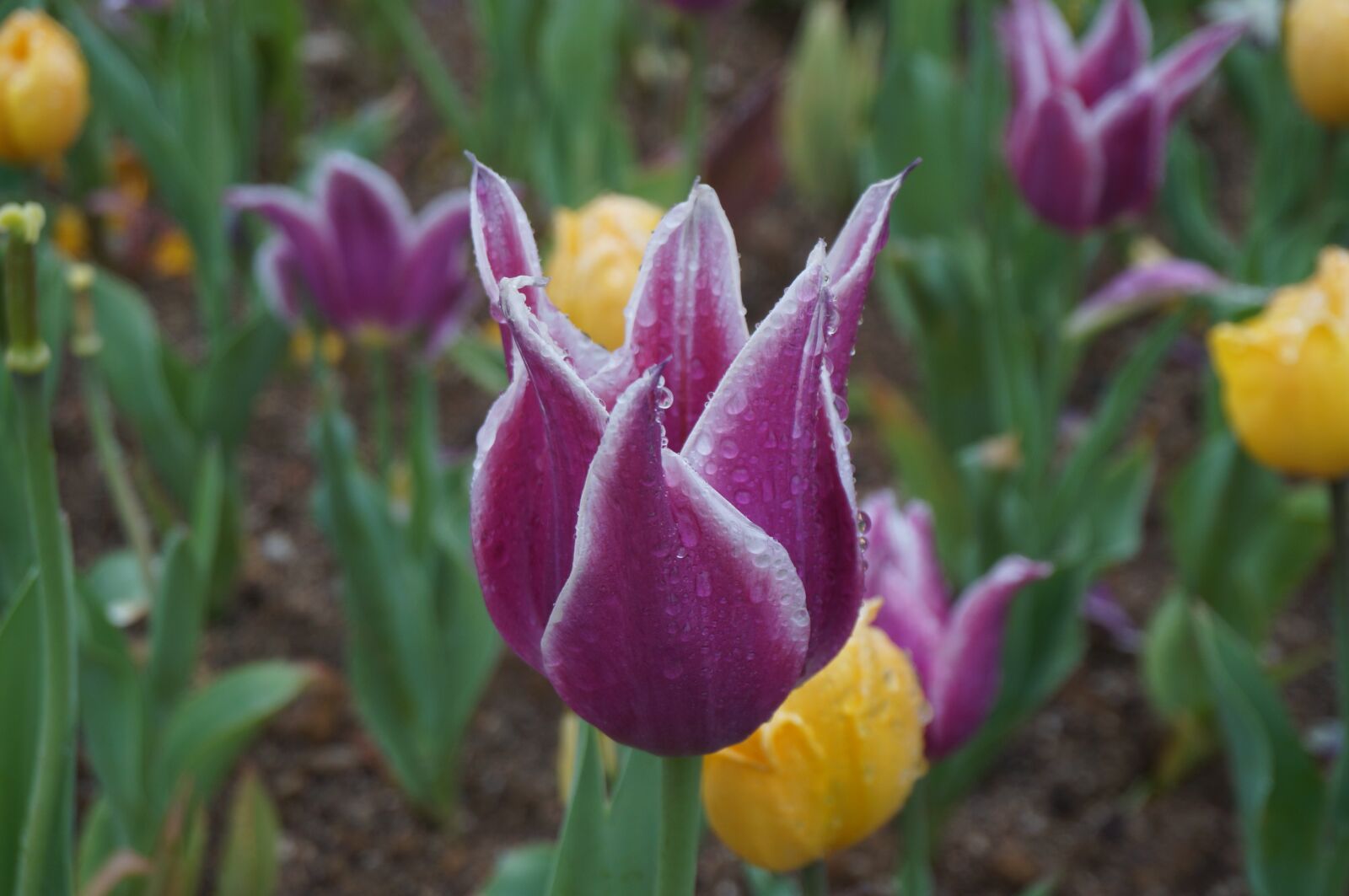 Sony Alpha NEX-3N sample photo. Flowers, tulips, spring photography