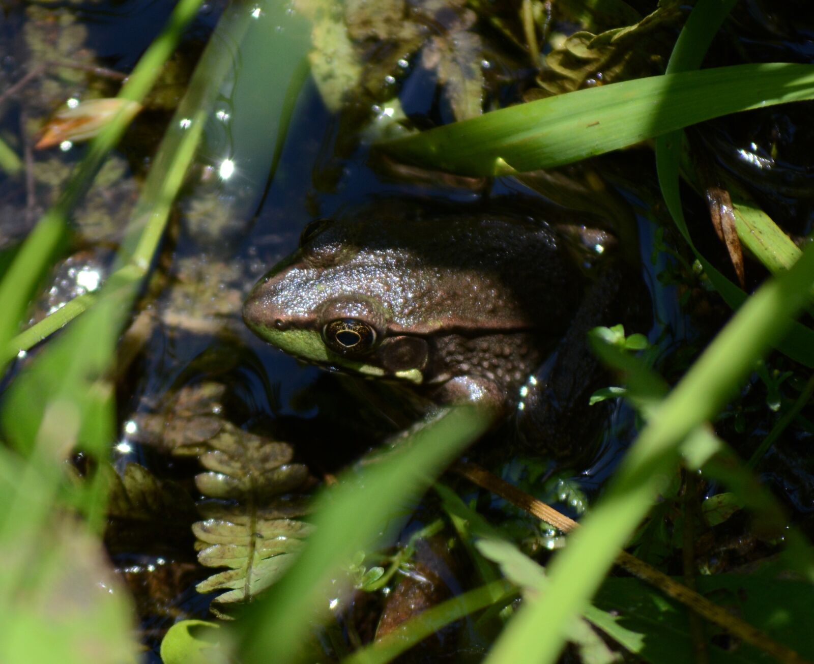 Nikon D5200 sample photo. Frog, hiding, nature photography