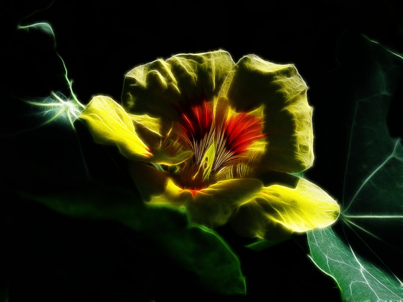 Canon PowerShot G15 sample photo. Nasturtium, fractalius, medicinal plant photography