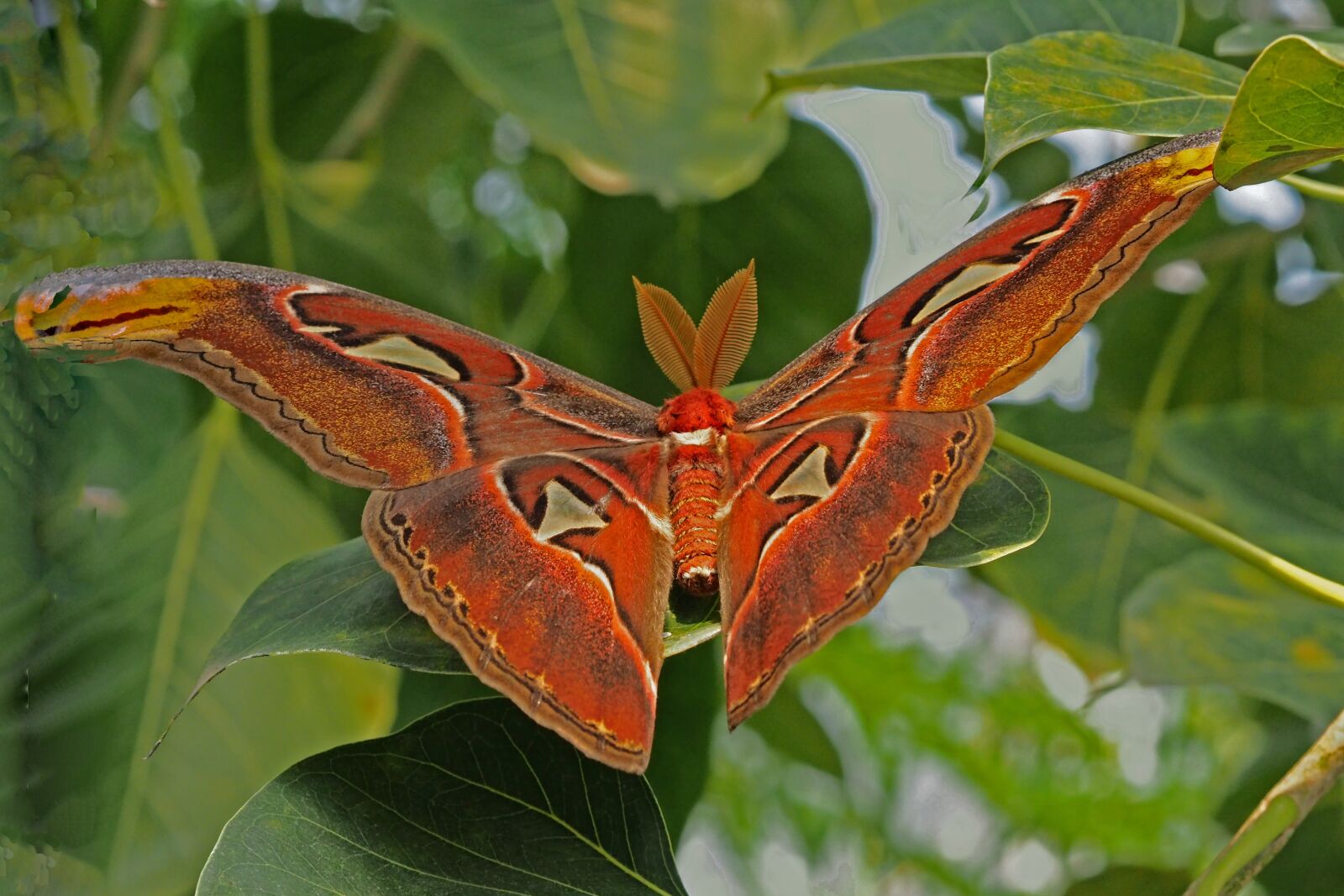 Olympus M.Zuiko Digital 45mm F1.8 sample photo. Butterfly, zoo, bug photography