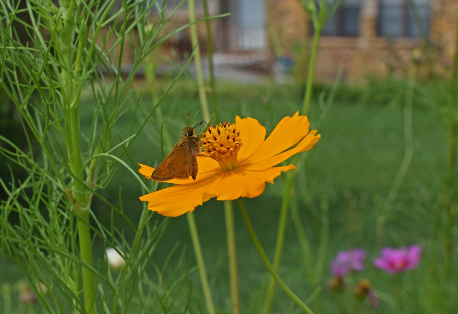 Nikon D3300 sample photo. Skipper on coreopsis, butterfly photography