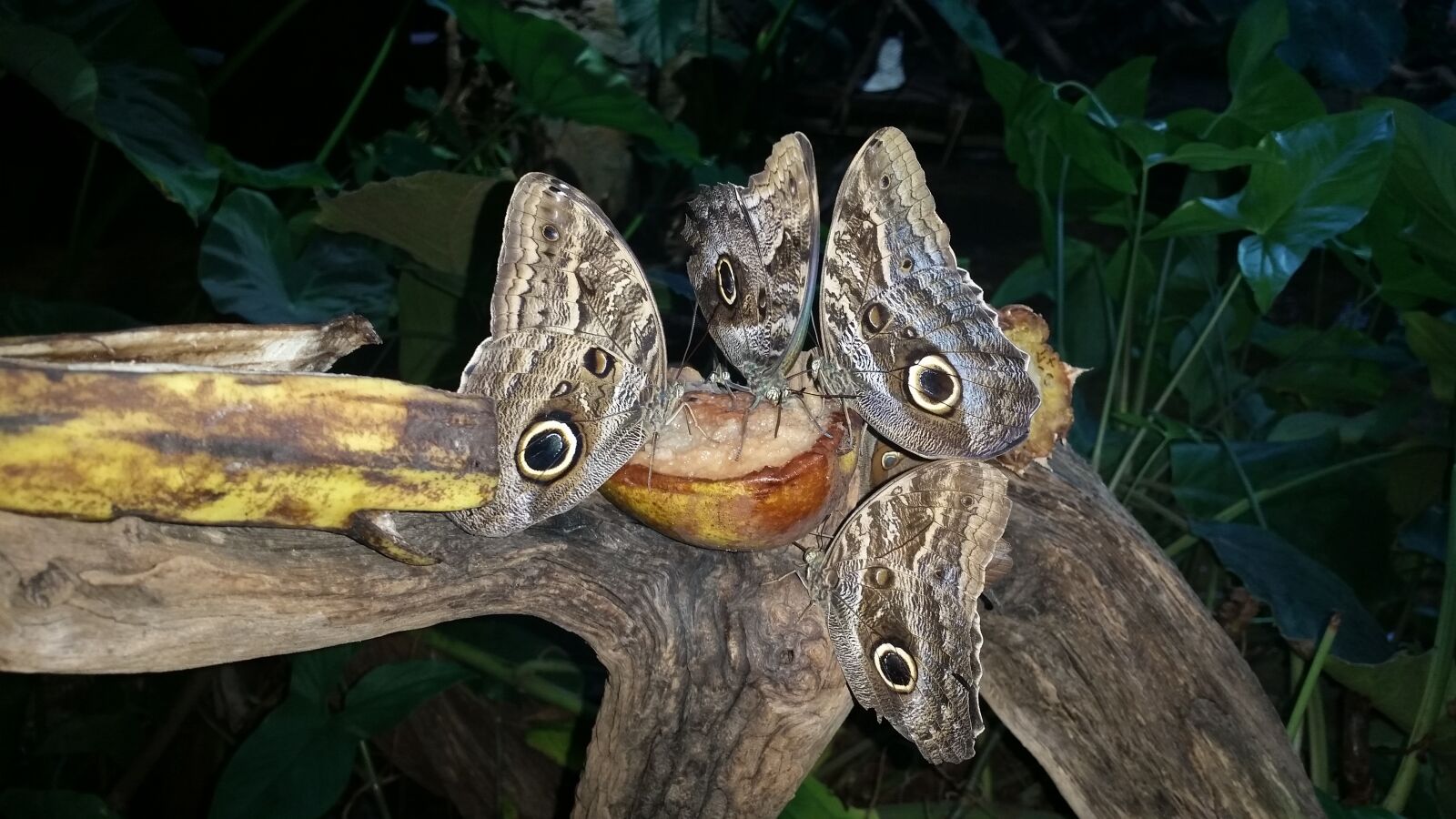 Samsung Galaxy S5 sample photo. Butterfly, butterflies, wings photography