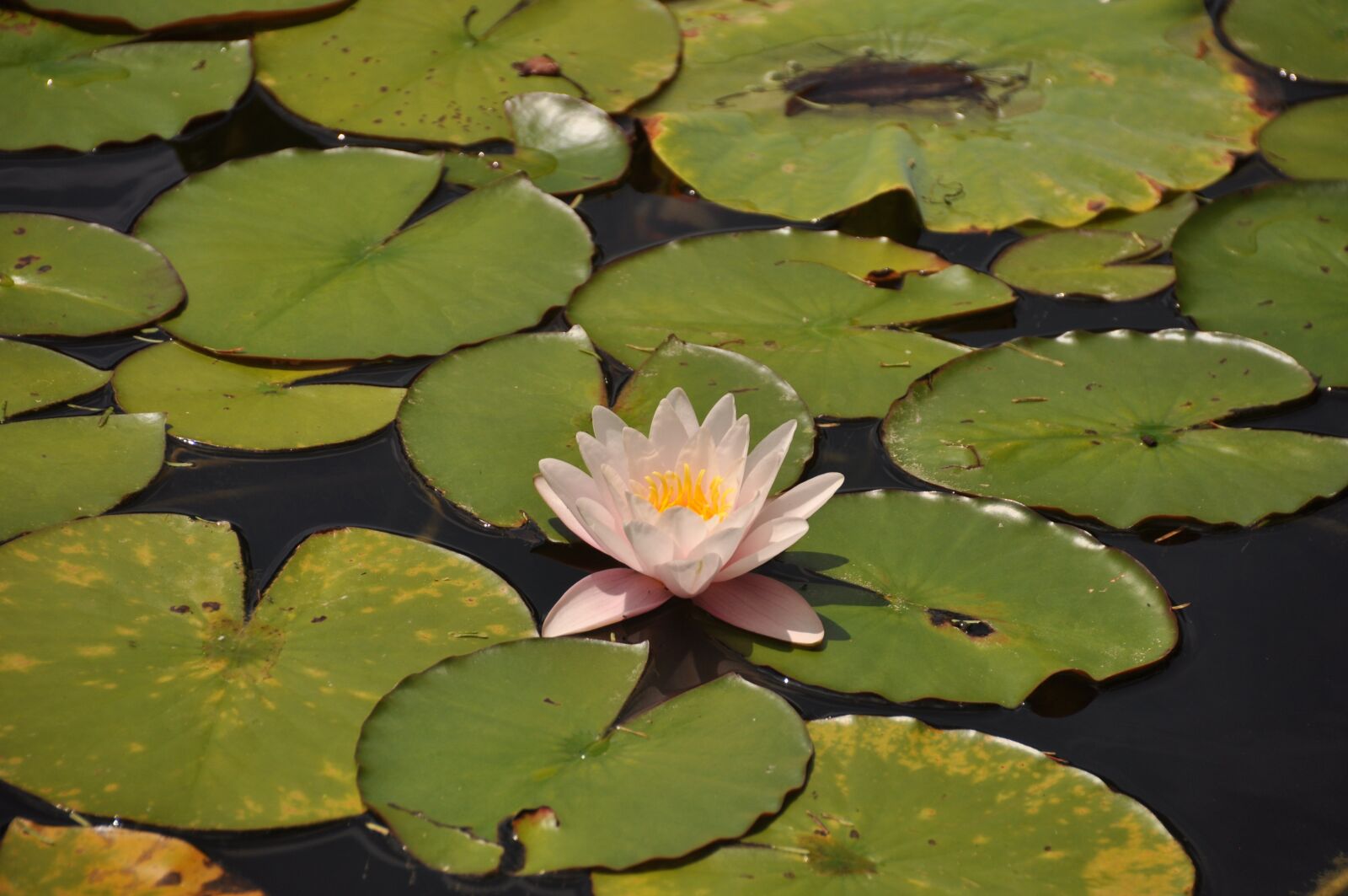 Nikon D5000 sample photo. Water, flower, pond photography