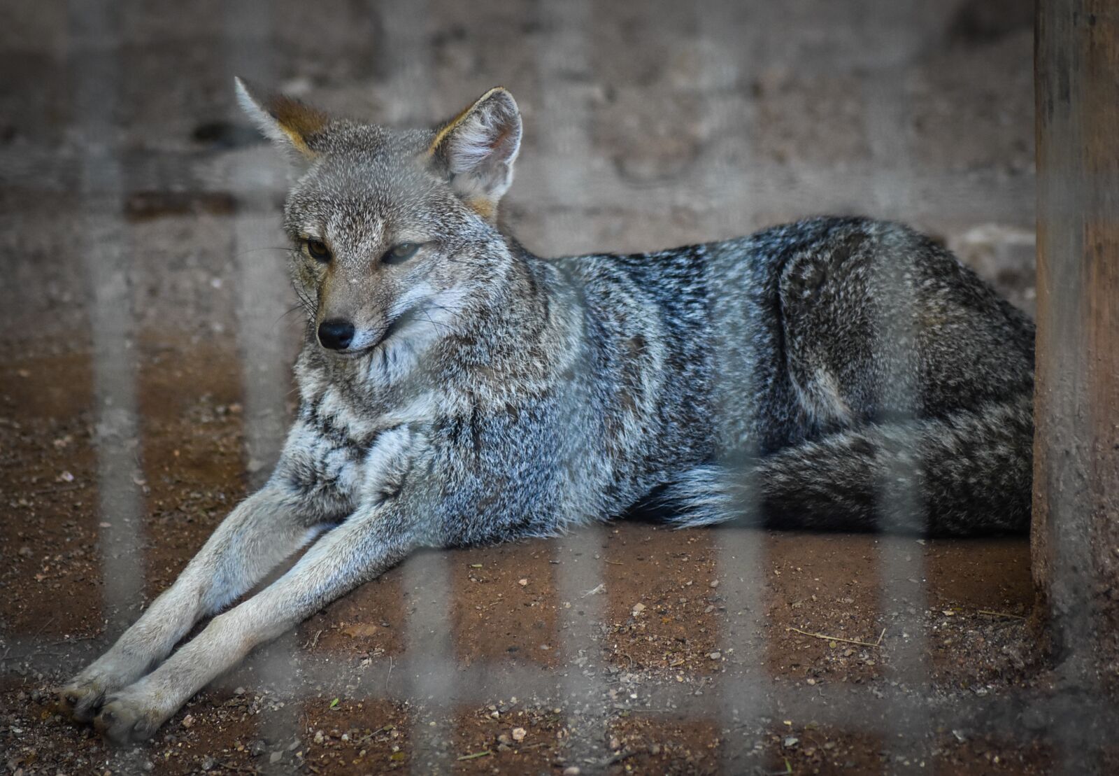 Nikon D7200 sample photo. Wolf, zoo, animal photography