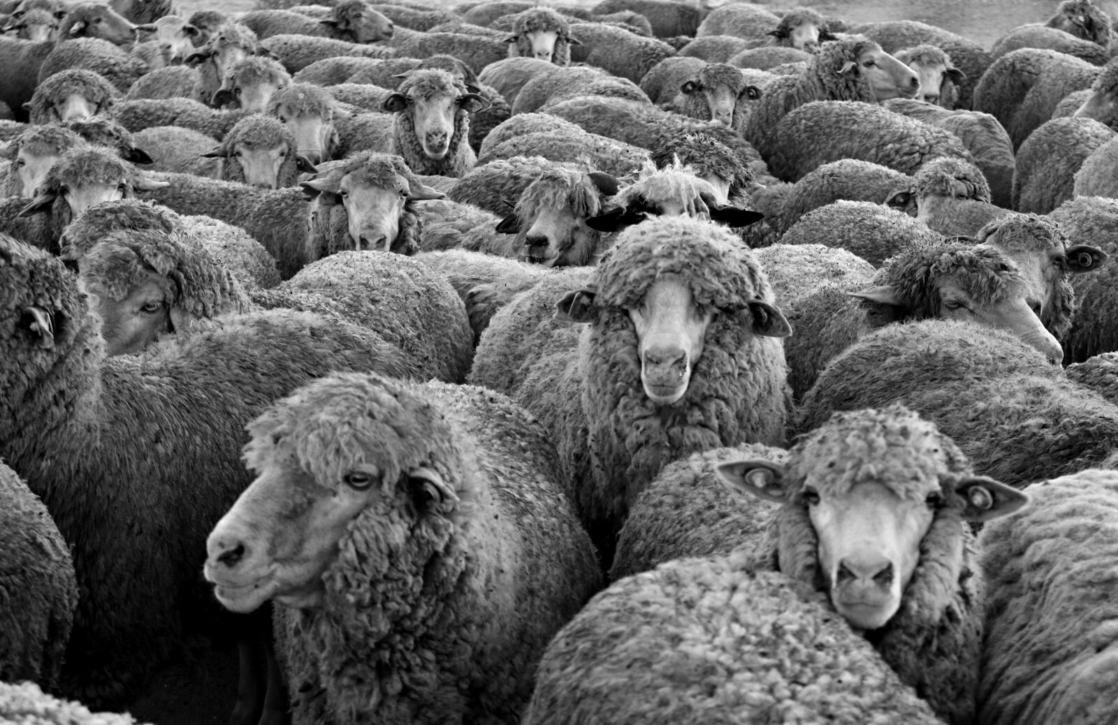 Canon EOS 7D Mark II sample photo. Sheep, the flock, animals photography