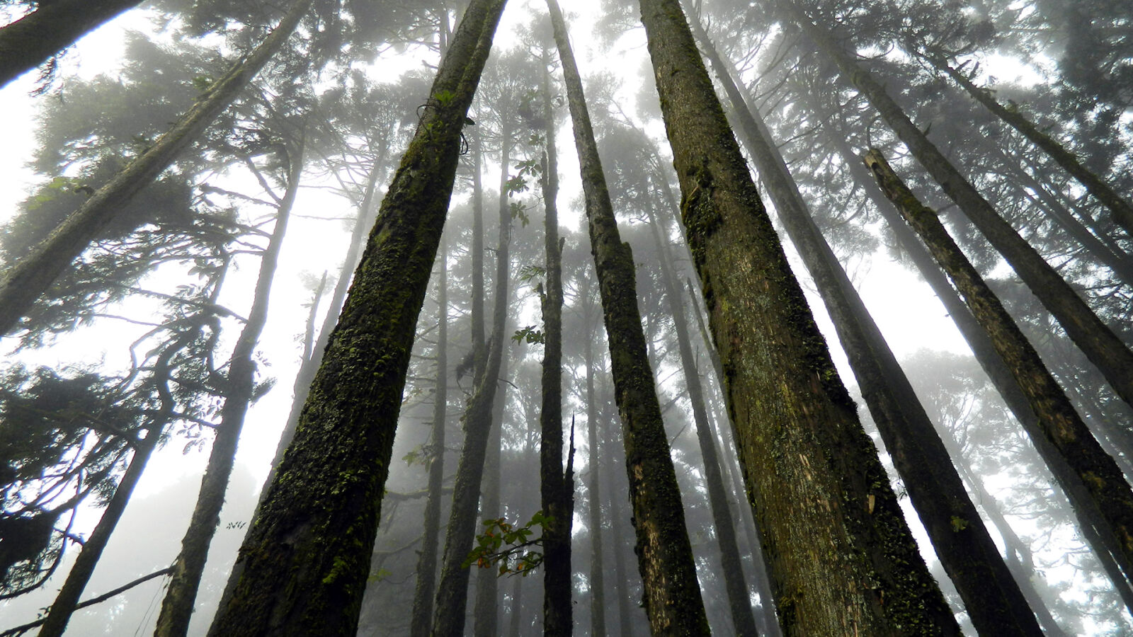 Nikon Coolpix L120 sample photo. Japan, suicide, forest photography