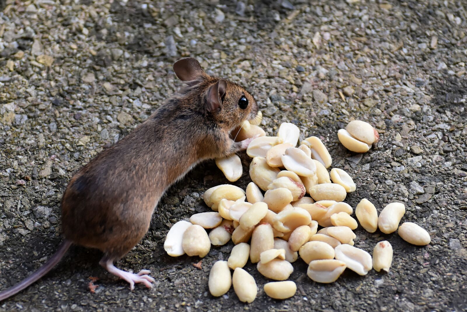 Nikon D7200 sample photo. Wood mouse, rodent, nager photography