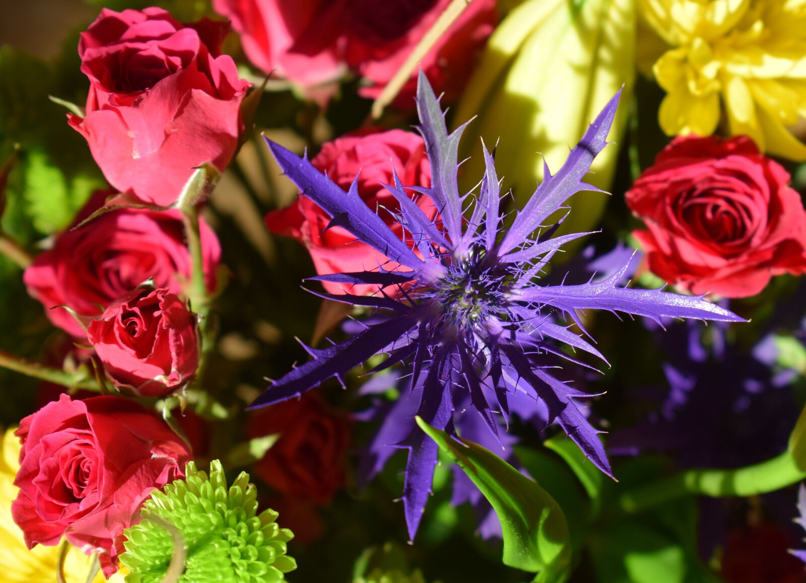 Nikon D3300 sample photo. Purple thistle and red photography