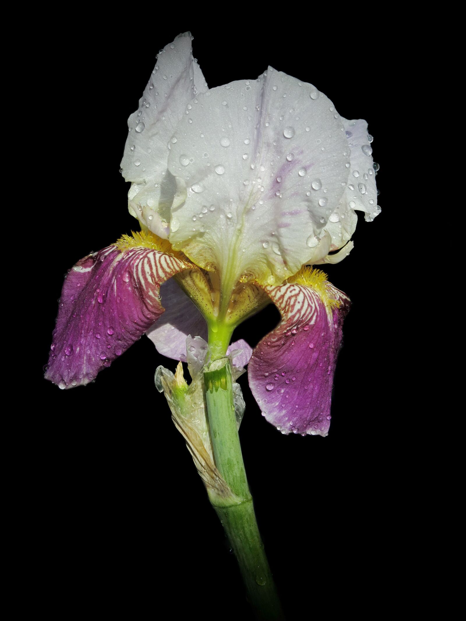Canon PowerShot G15 sample photo. Lily, bearded iris, iris photography