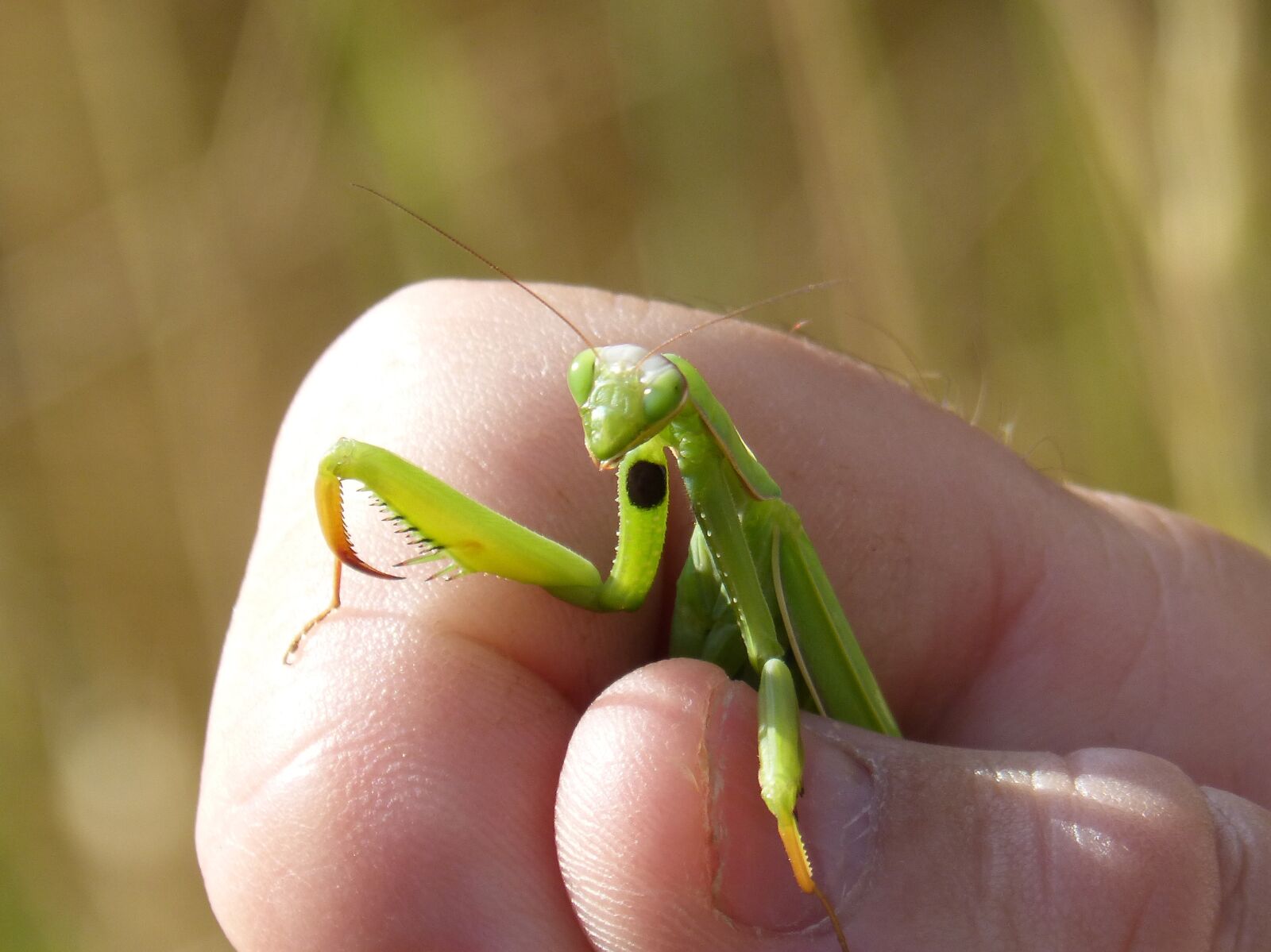 Panasonic DMC-FZ62 sample photo. Mantis religiosa, mantis, hand photography