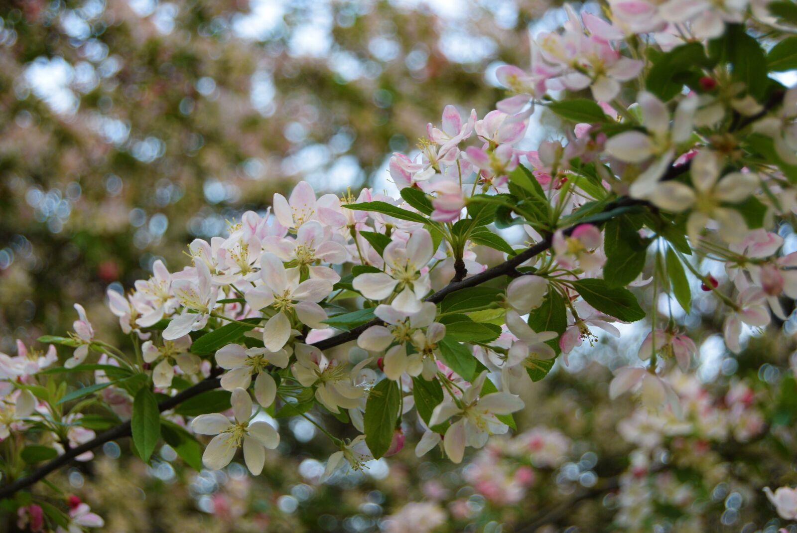Nikon D3300 sample photo. Flower, apple blossom, apple photography