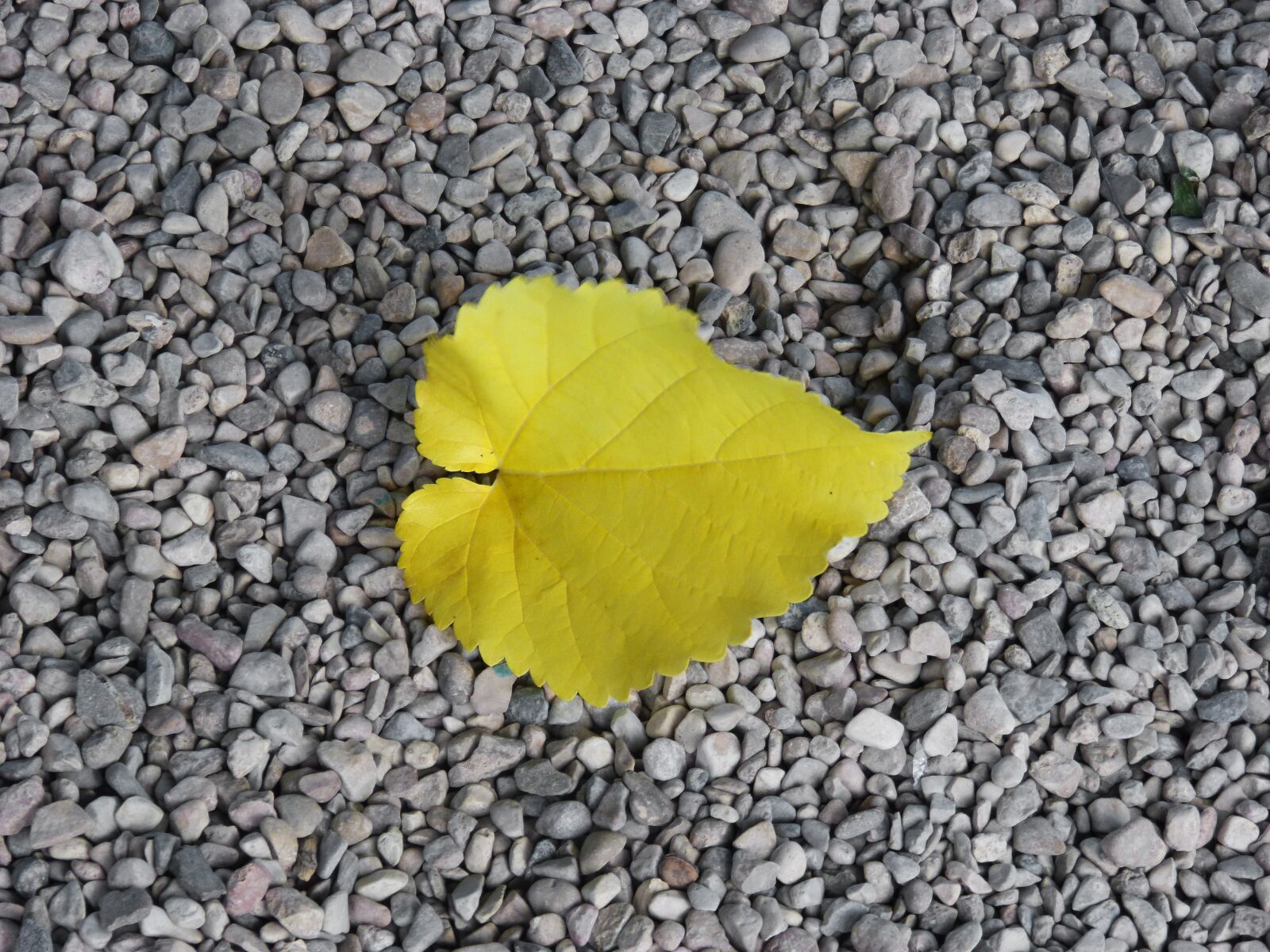 Panasonic DMC-FZ62 sample photo. Yellow sheet, gravel, autumn photography