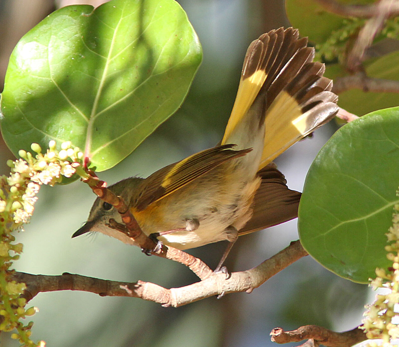 Canon EF 300mm F4L IS USM sample photo