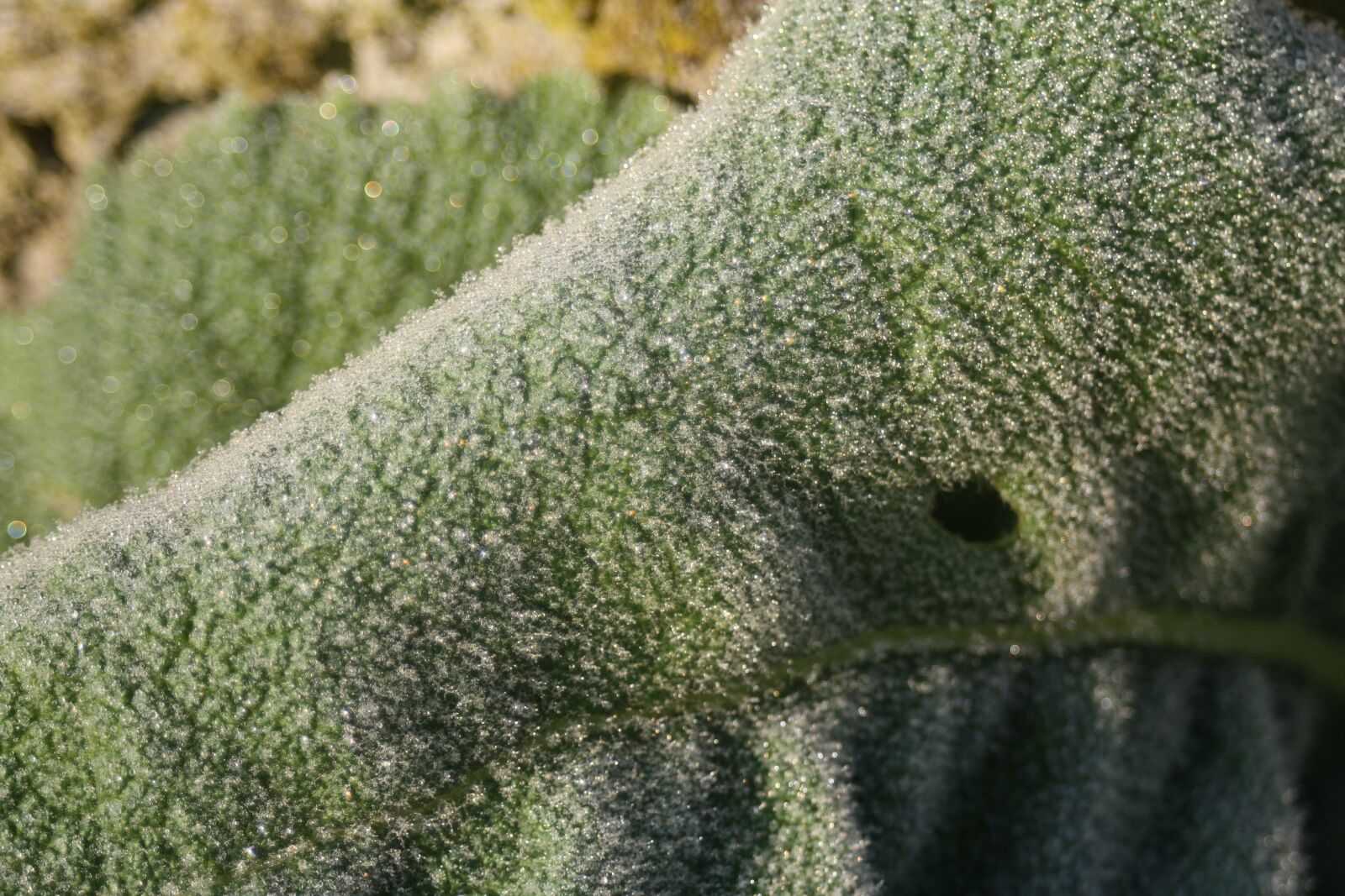 Canon EOS 1000D (EOS Digital Rebel XS / EOS Kiss F) sample photo. Leaf, frost, ripe photography