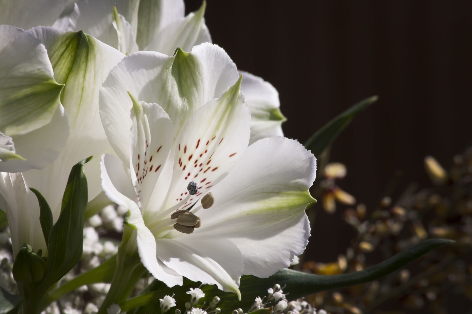 Canon EOS 50D sample photo. Lily, white, flower photography
