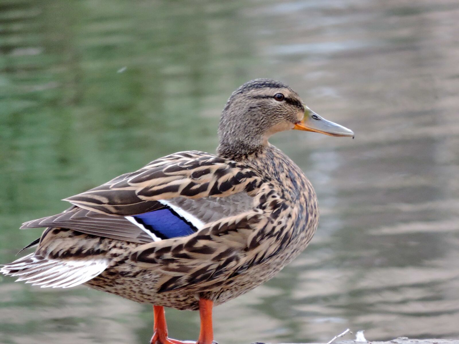 Nikon Coolpix P520 sample photo. Outdoor, poultry, wildlife, wild photography