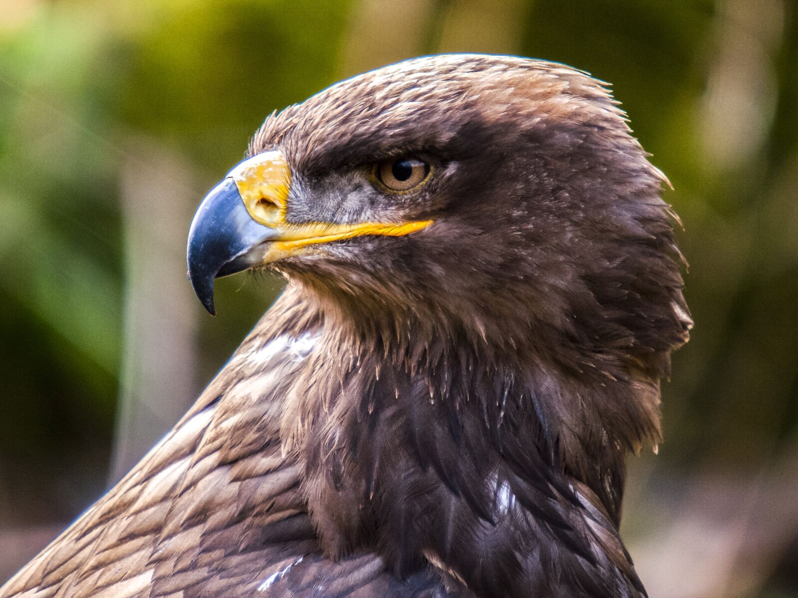 Olympus E-3 sample photo. Common buzzard, buzzard, raptor photography