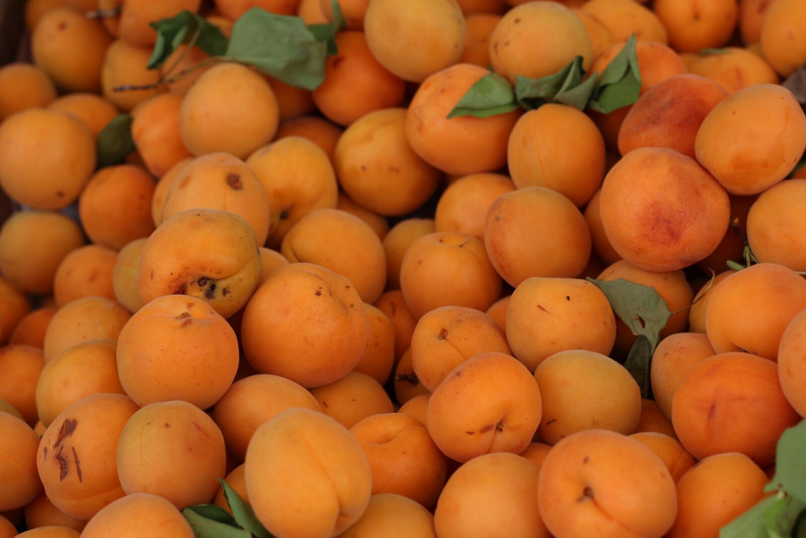 Canon EOS 1200D (EOS Rebel T5 / EOS Kiss X70 / EOS Hi) sample photo. Apricot, fruit, background photography