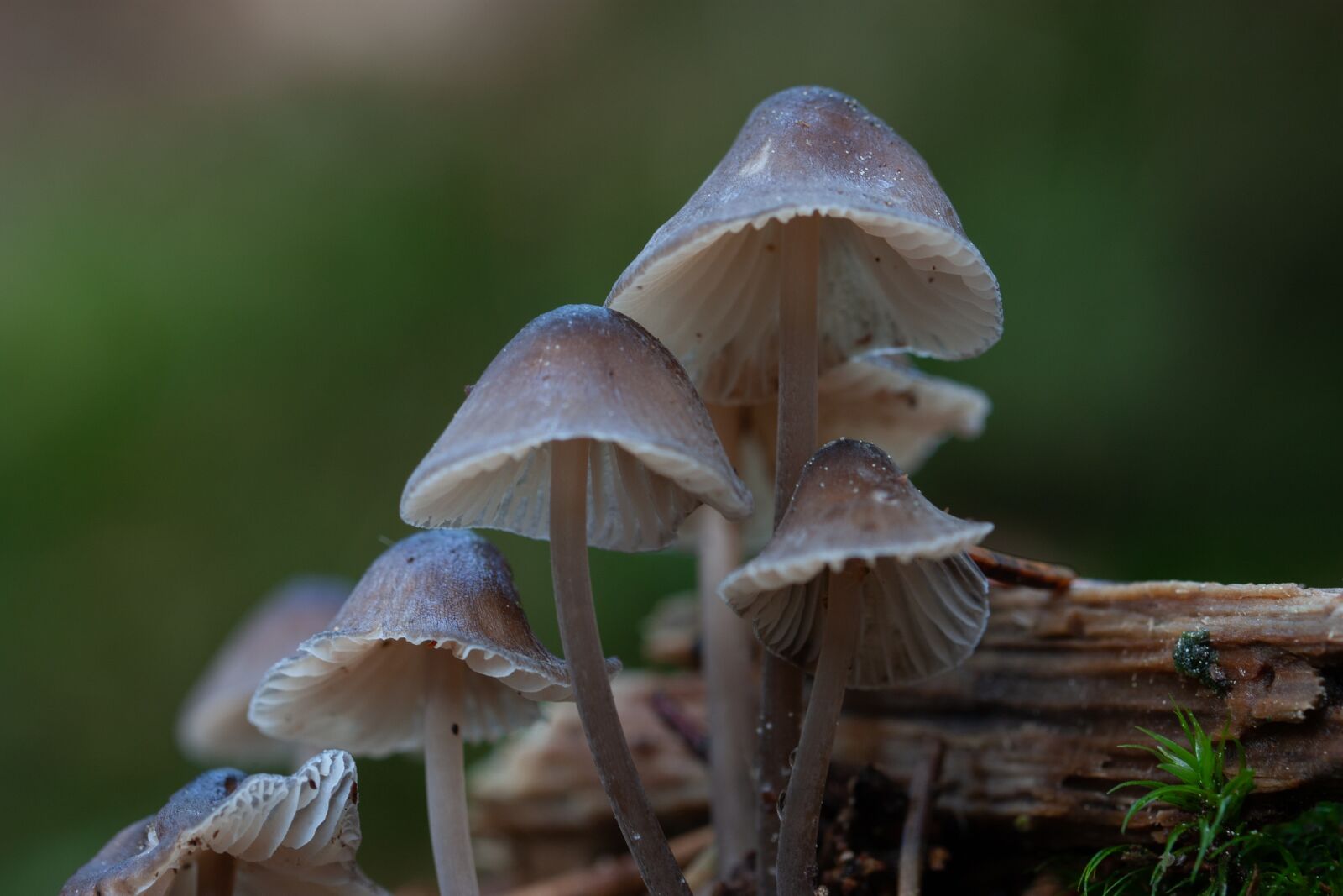 Canon EOS 450D (EOS Rebel XSi / EOS Kiss X2) sample photo. Mushroom, macro, close up photography