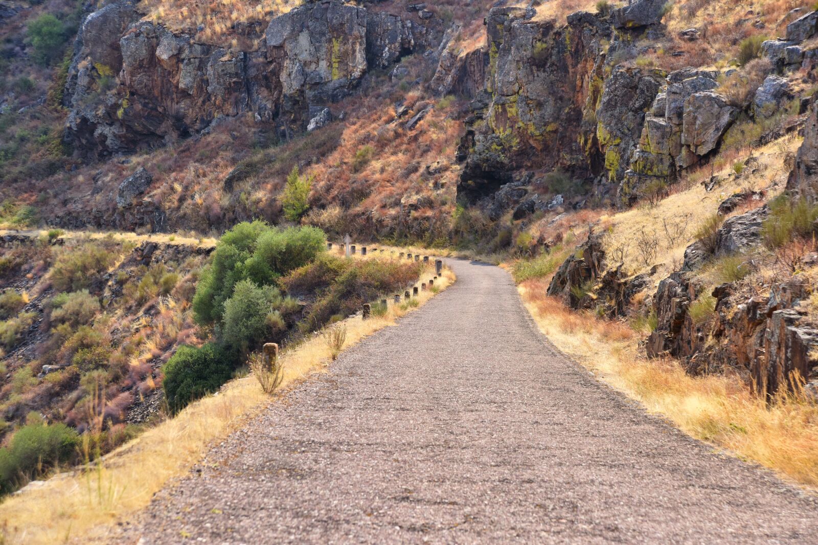 Nikon D810 sample photo. Road, path, nature photography