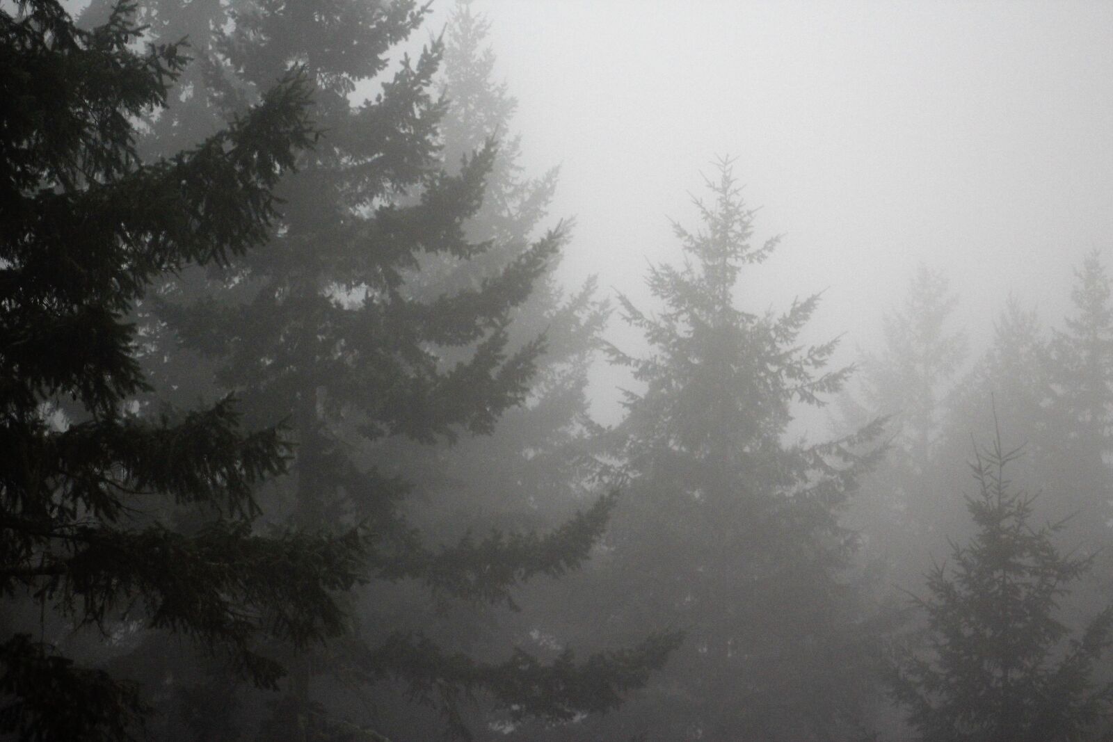 Canon EF 75-300mm f/4-5.6 sample photo. Fog, pine, trees photography