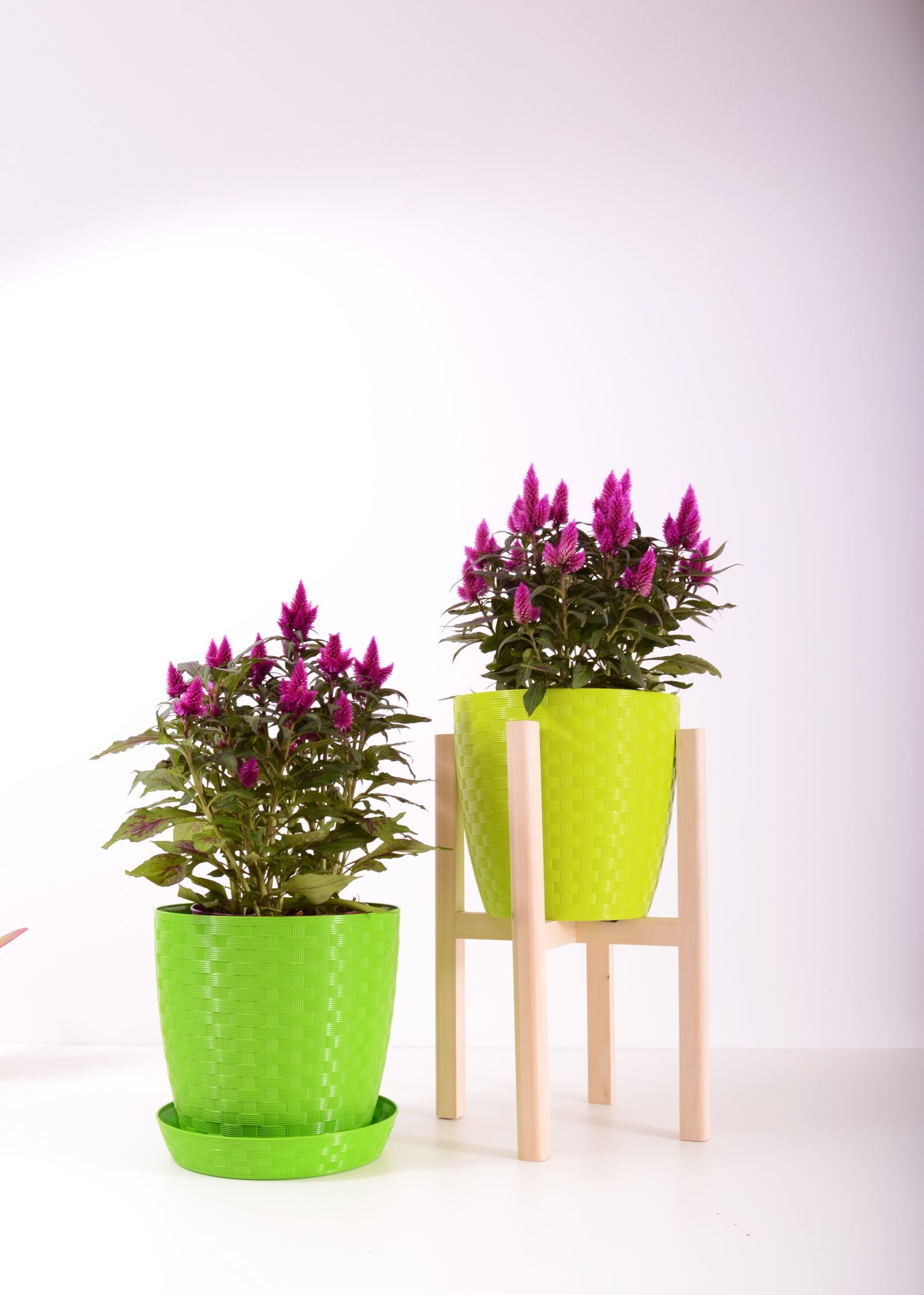 Nikon D3100 sample photo. Plants, flowerpot, plastic photography