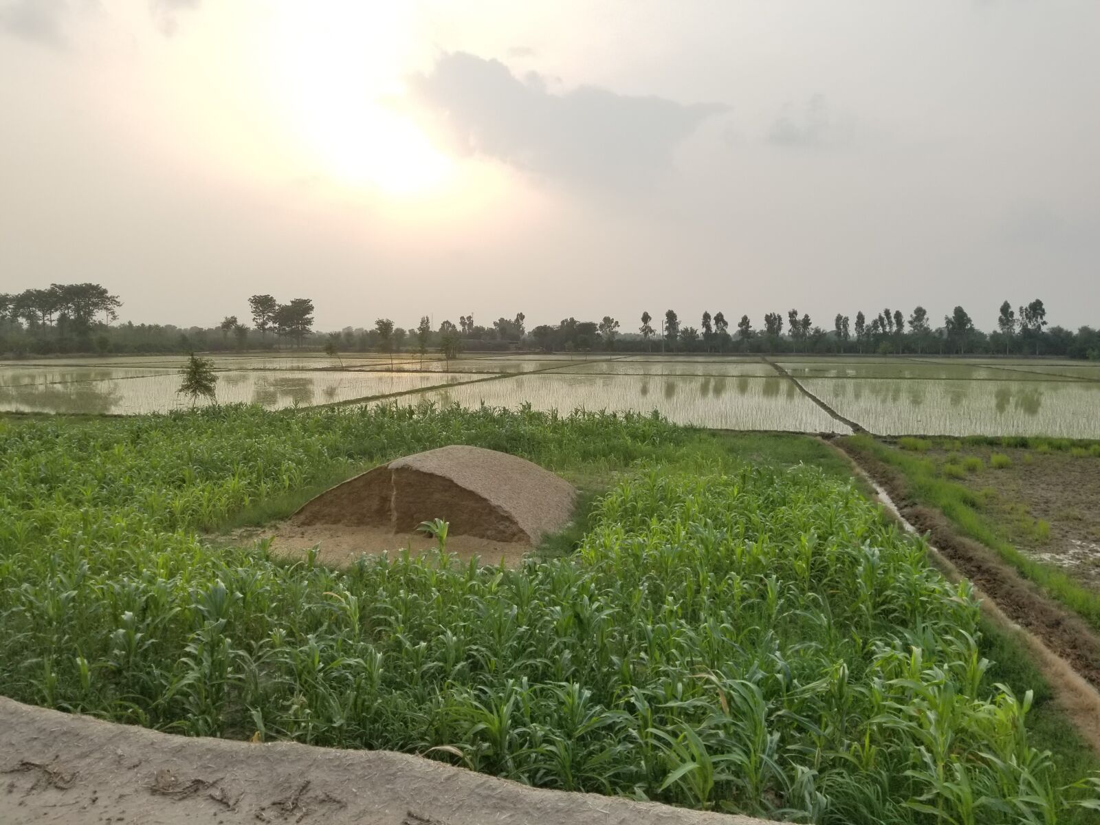 Samsung Galaxy S8+ sample photo. Nature, pakistan, farm photography