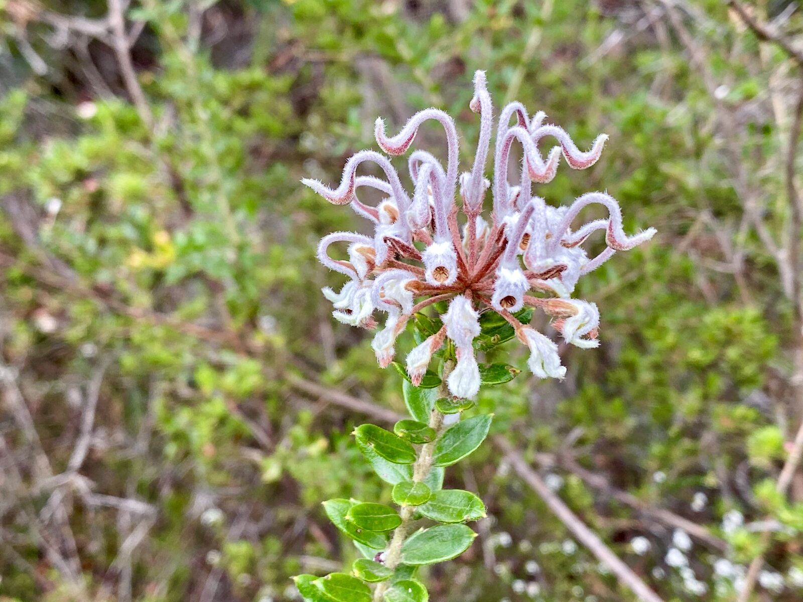 Apple iPhone 11 Pro sample photo. Australia, grey spider flower photography
