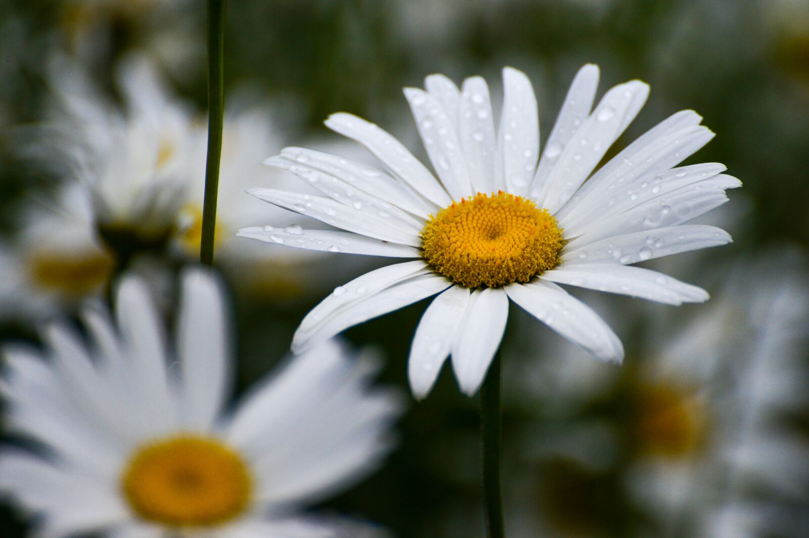 Nikon D610 sample photo. Flower, bloom, petals photography