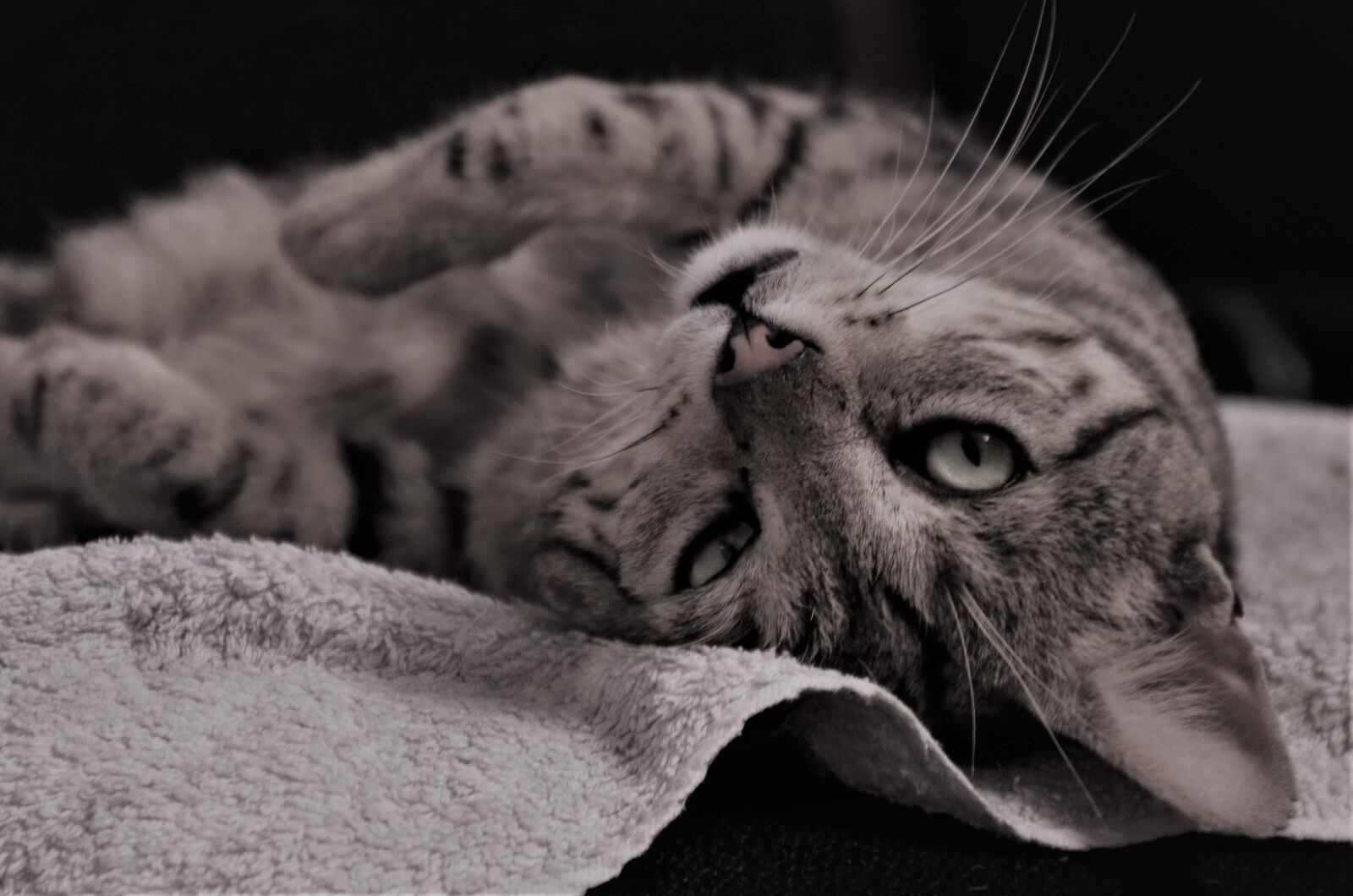 Pentax K-50 sample photo. Cat, calico cat, nap photography