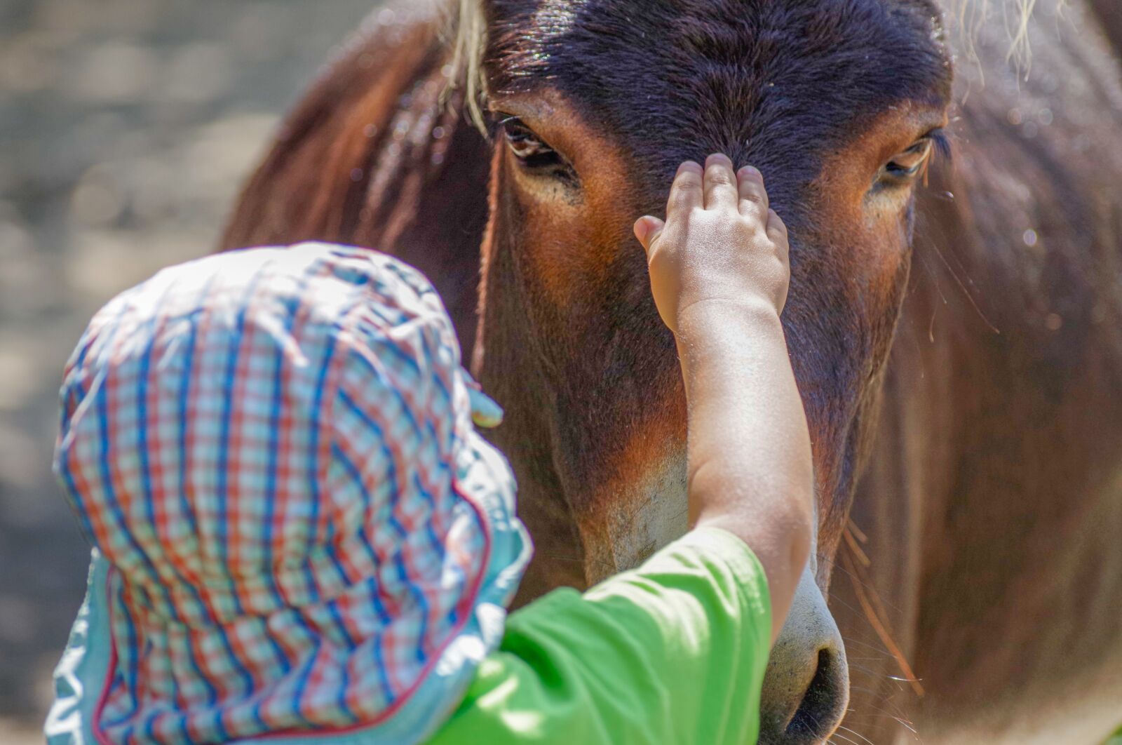 Pentax K-30 sample photo. Donkey, child, stroke photography