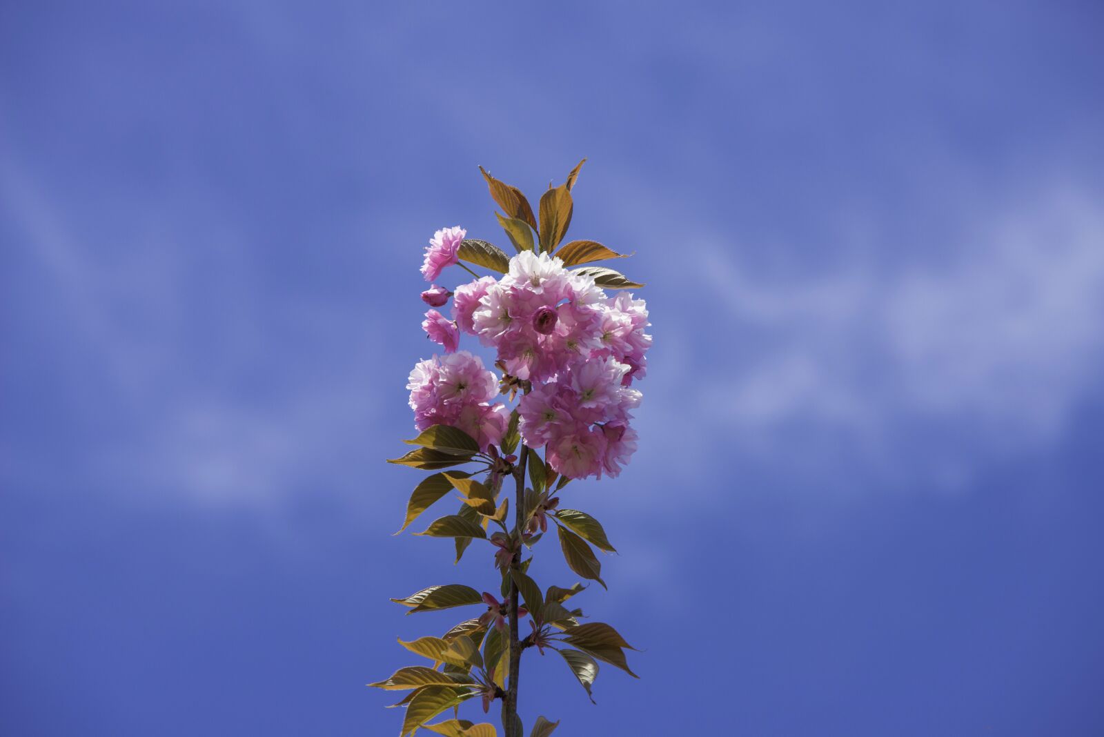 Nikon D800 sample photo. Spring, colors, flowers photography