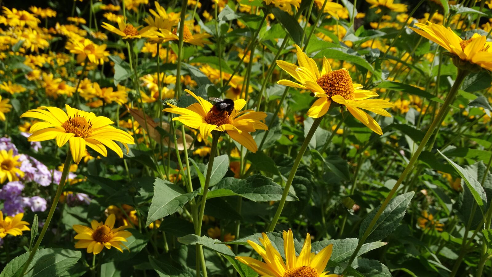 Sony Cyber-shot DSC-HX300 sample photo. Garden, shrub, hummel photography
