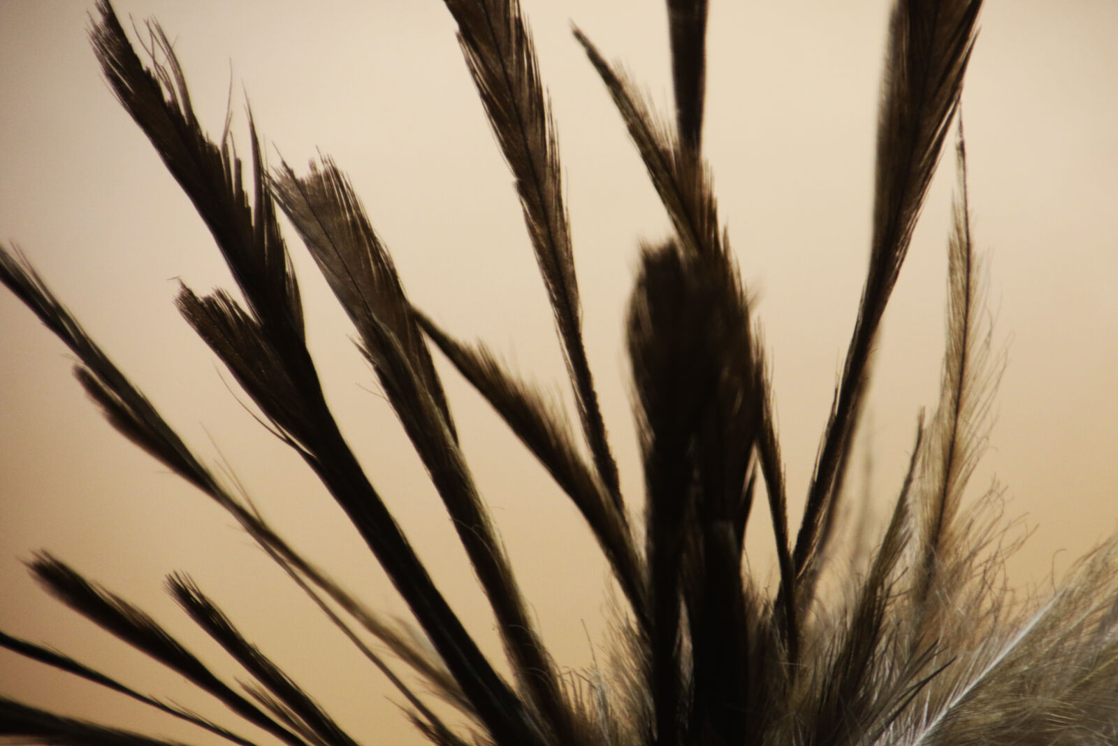 Canon EOS 7D Mark II sample photo. Animal, bird, feathers, fly photography
