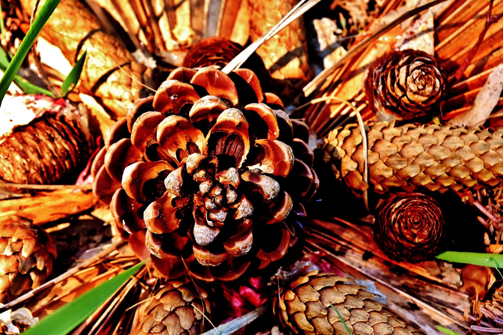 Nikon D7200 sample photo. Pine cones, arrangement, decoration photography