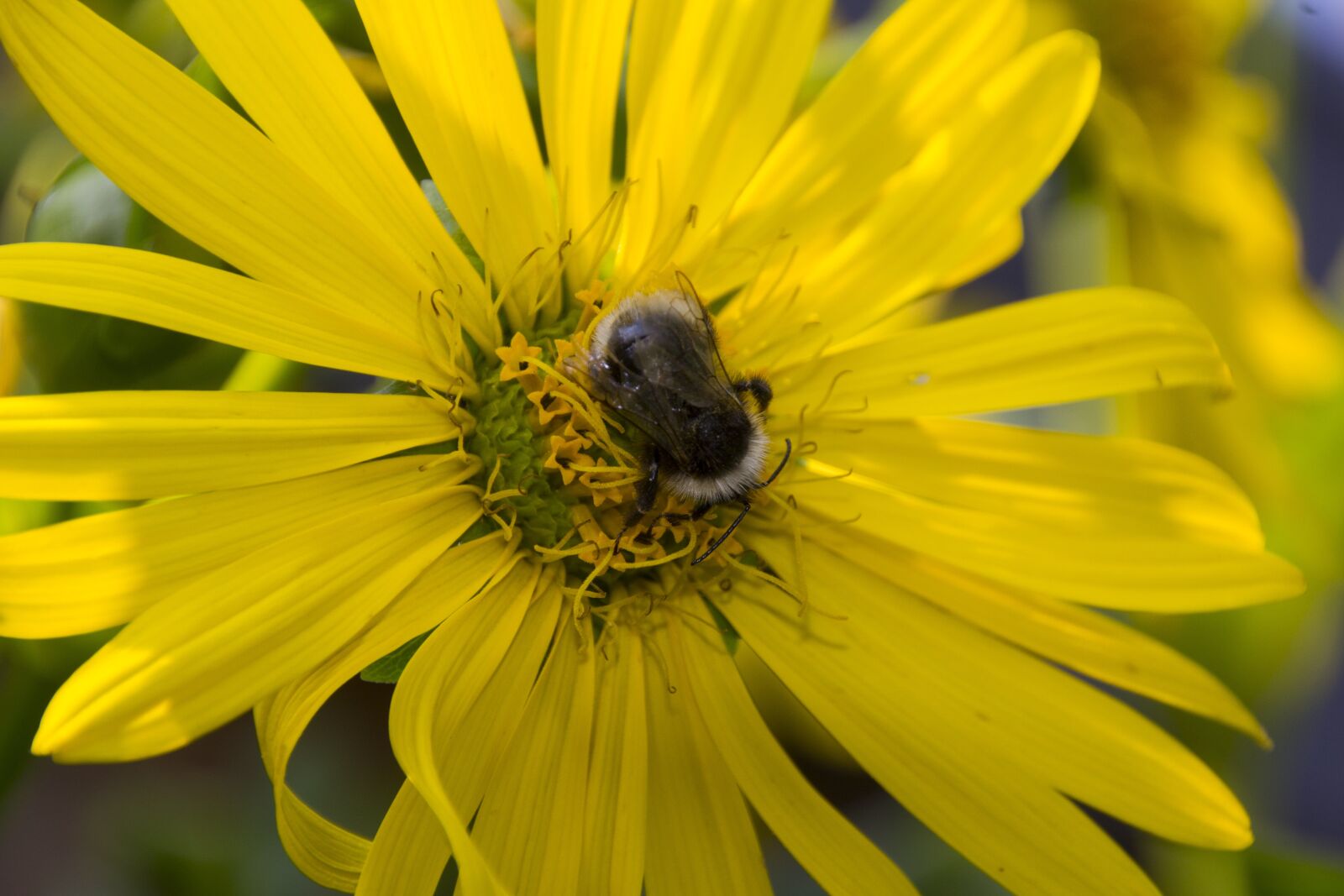 Canon EOS 60D sample photo. Hummel, animal, nature photography