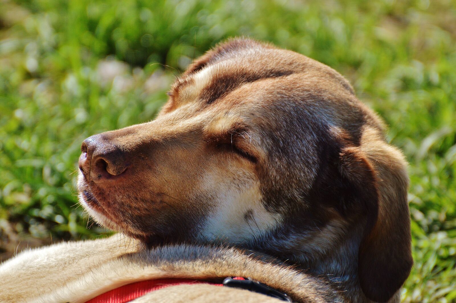 Nikon D3200 sample photo. Dog, sun, enjoy photography