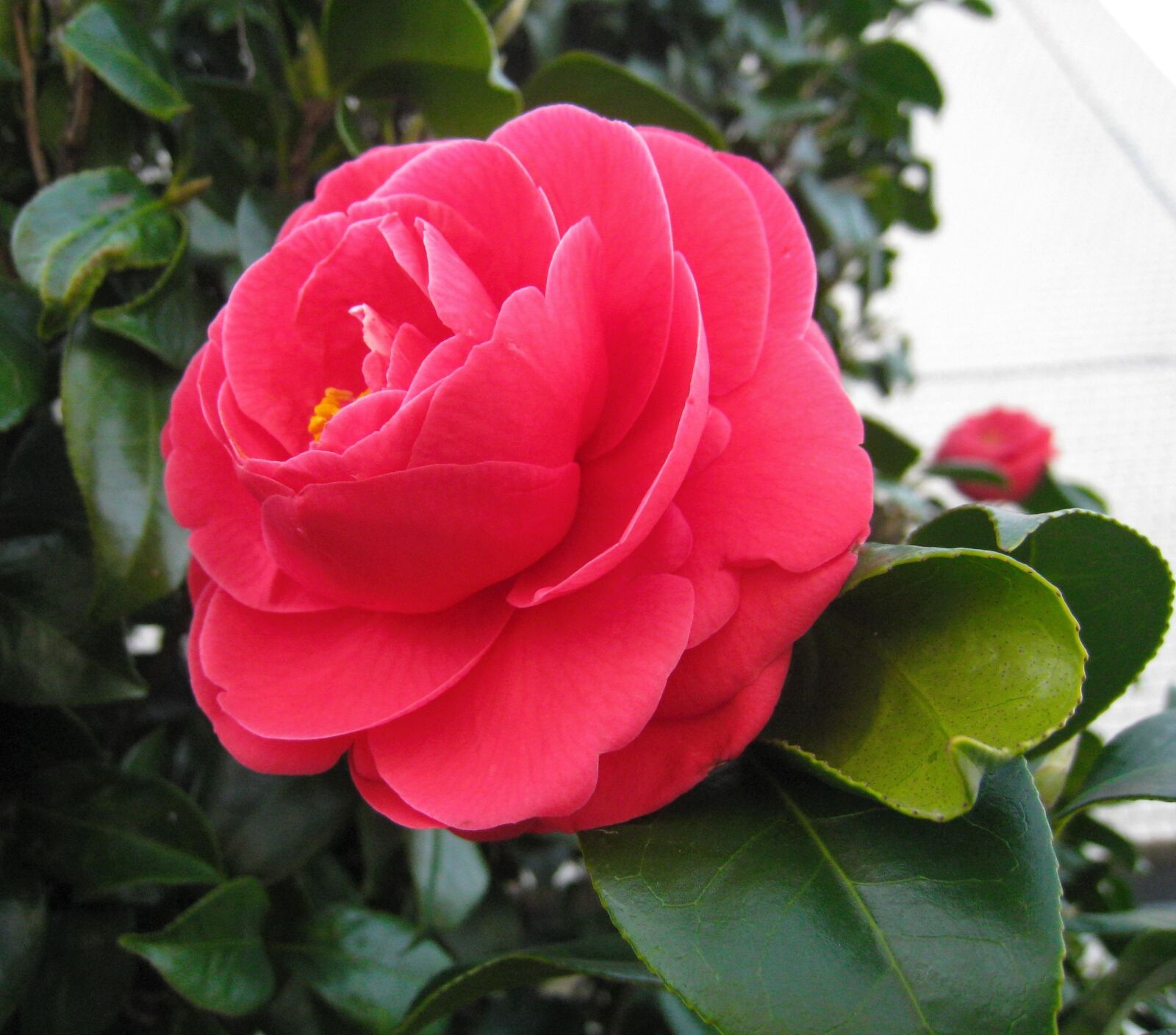 Canon IXY DIGITAL 910 IS sample photo. Camellia, flowers, leaf photography