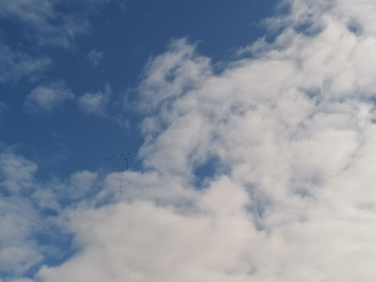 HUAWEI P30 LITE sample photo. Key birds, sky, clouds photography