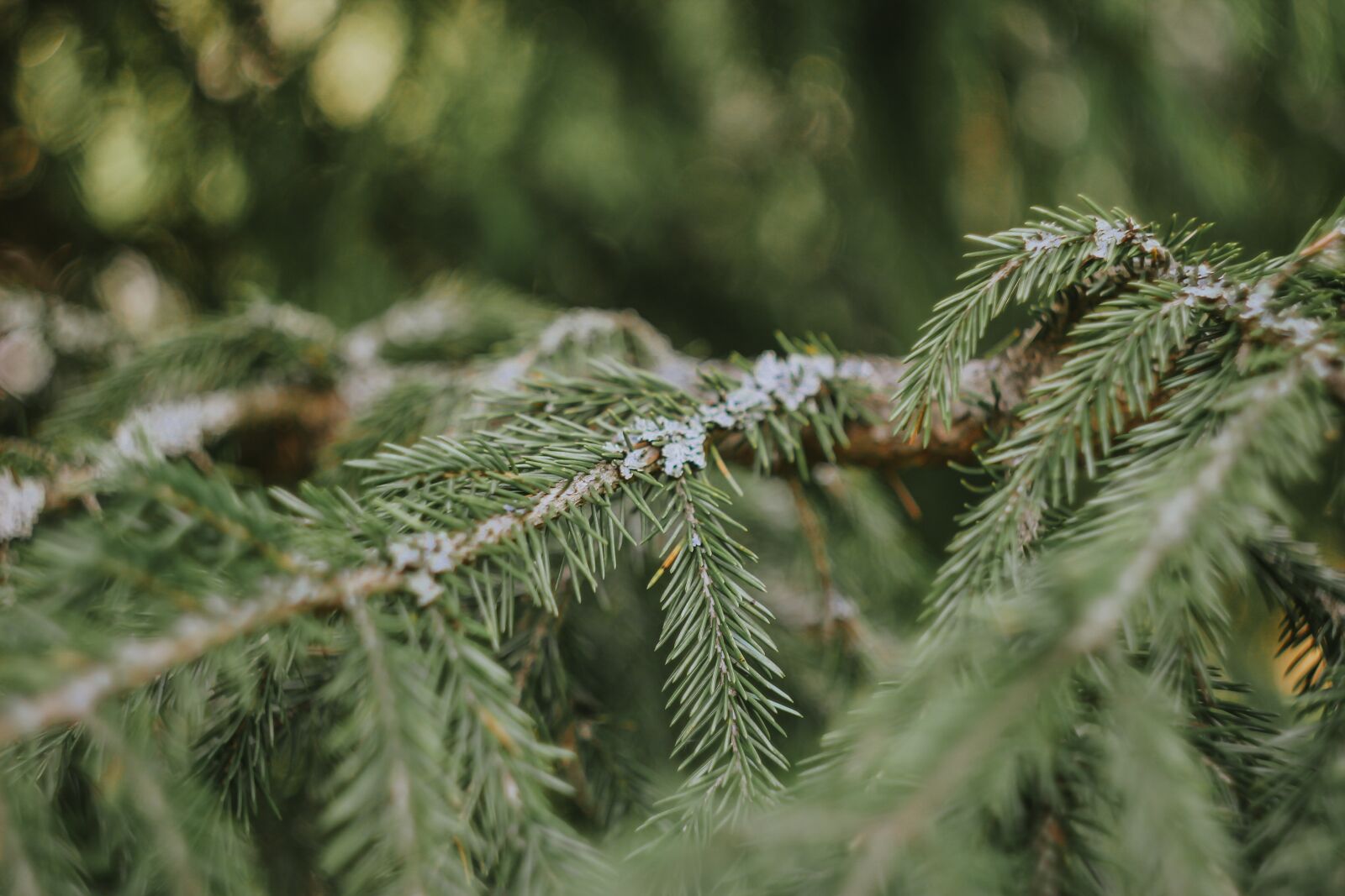Canon EOS 550D (EOS Rebel T2i / EOS Kiss X4) sample photo. Spruce, tree, needles photography