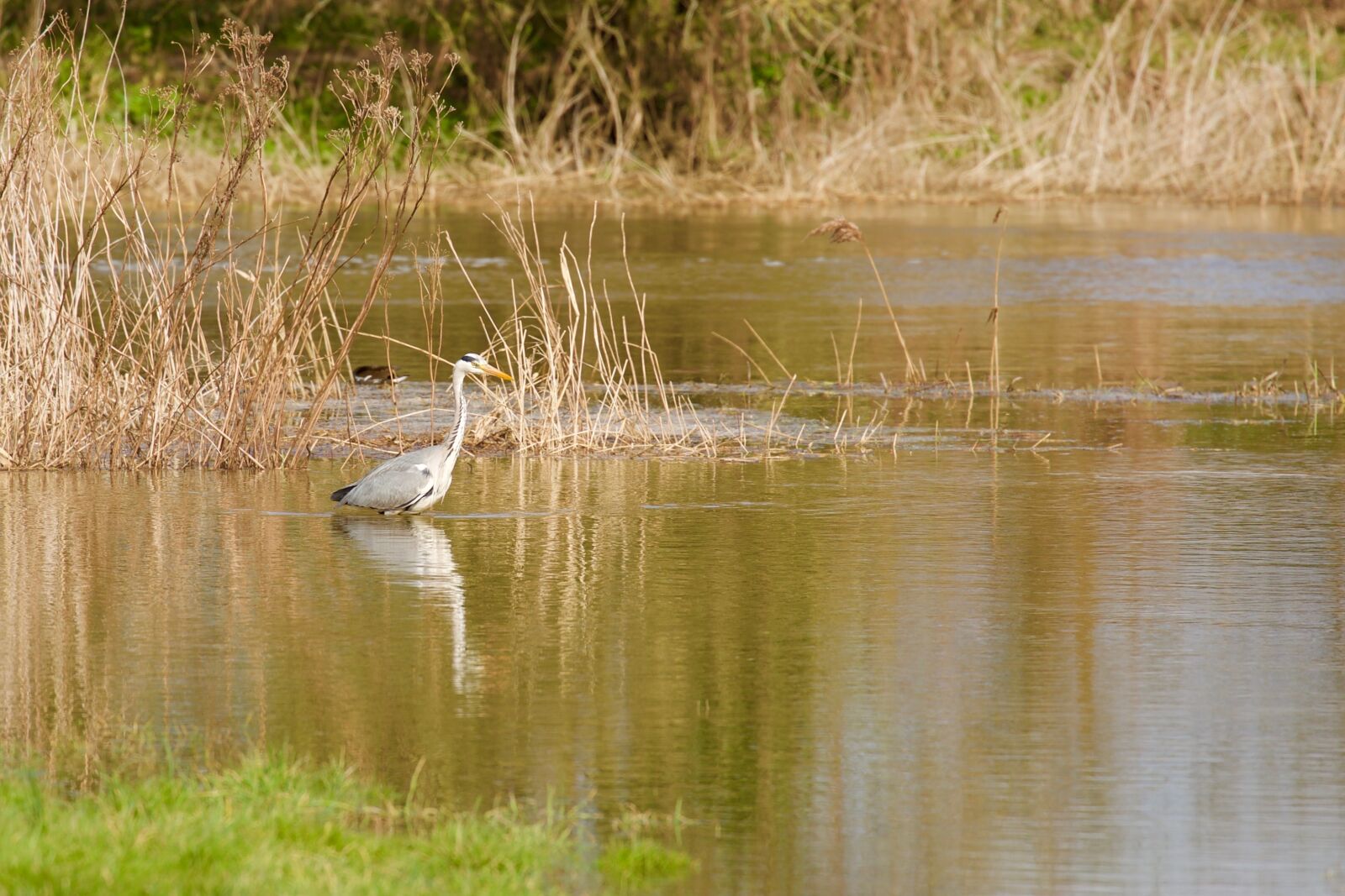 Canon EOS 5D Mark III + Canon EF 70-300mm F4-5.6L IS USM sample photo. Water, nature, marsh photography