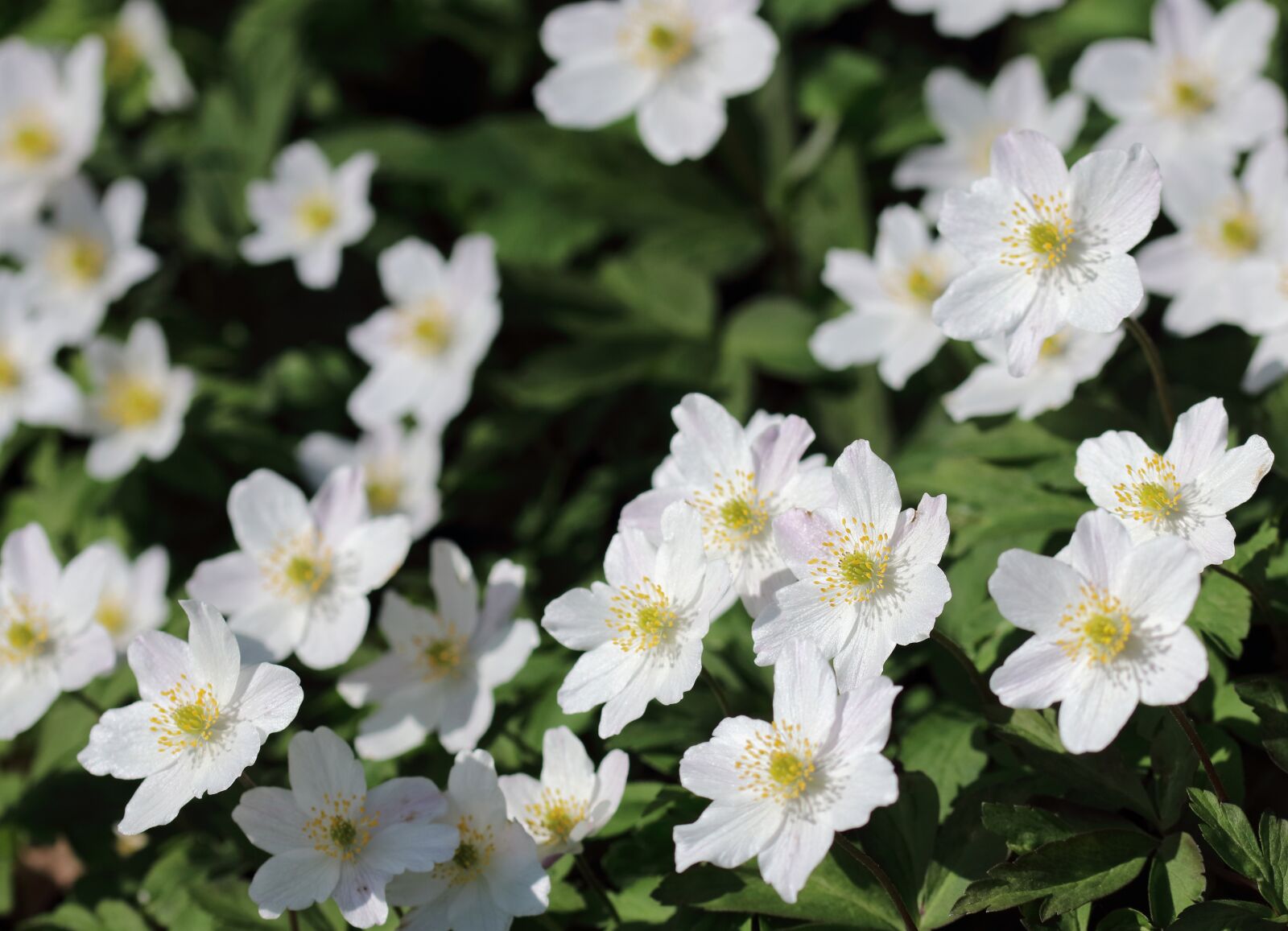 Canon EOS 80D sample photo. Wood anemones, flowers, england photography