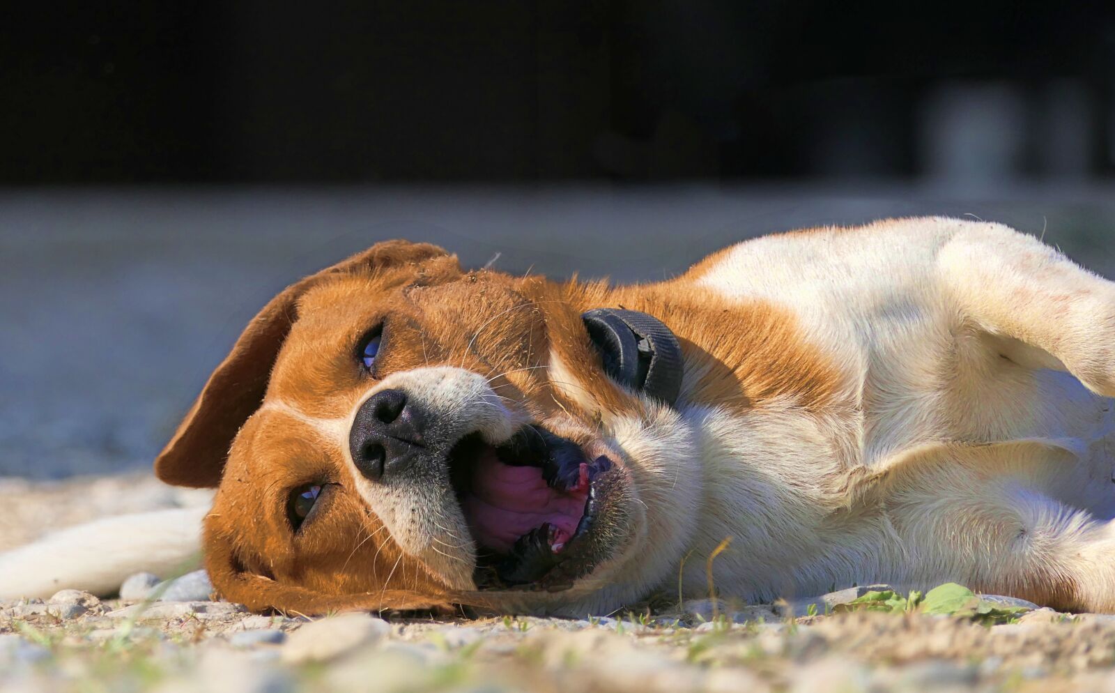 Panasonic Lumix DMC-FZ2500 (Lumix DMC-FZ2000) sample photo. Dog, lying, tired photography