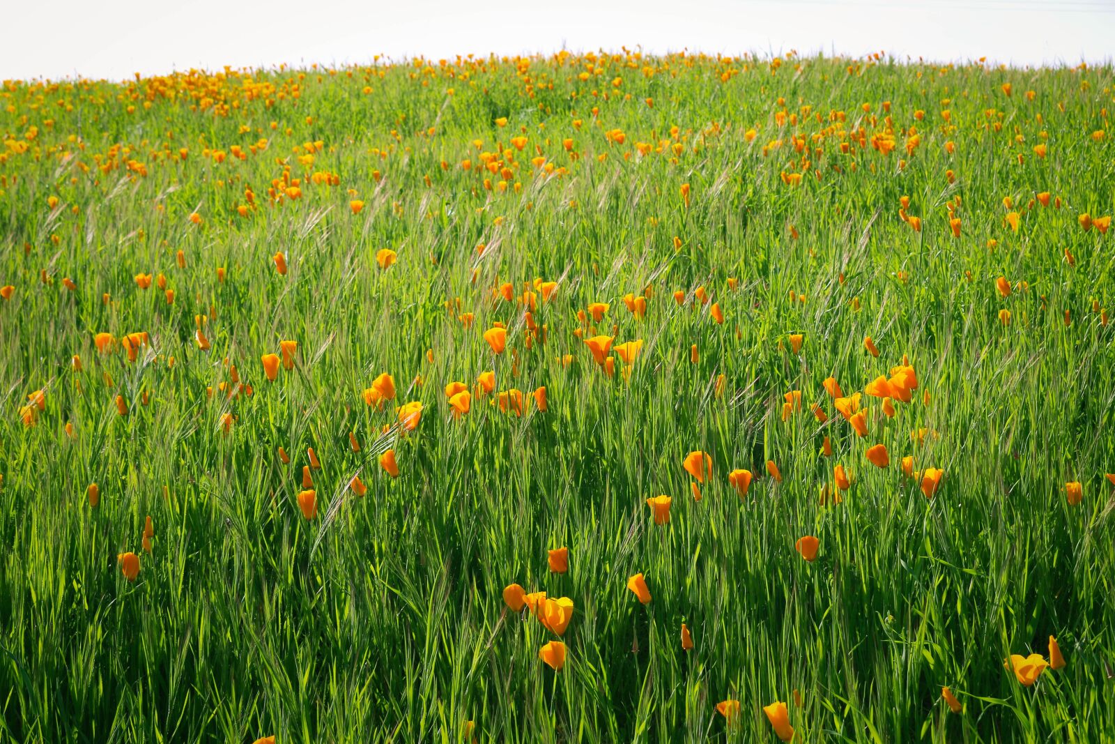 Canon EOS 70D sample photo. Nature, summer, flower photography